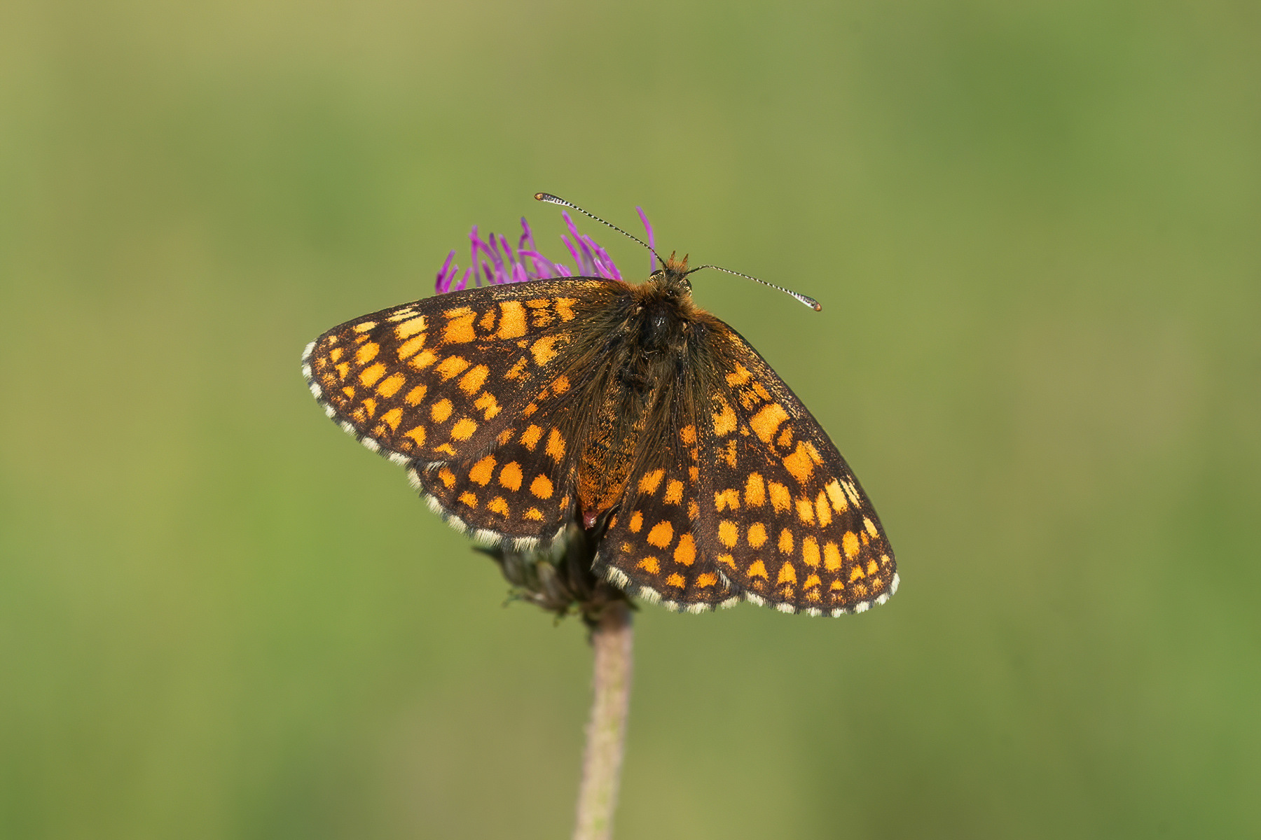 Nickerl's Fritillary - France