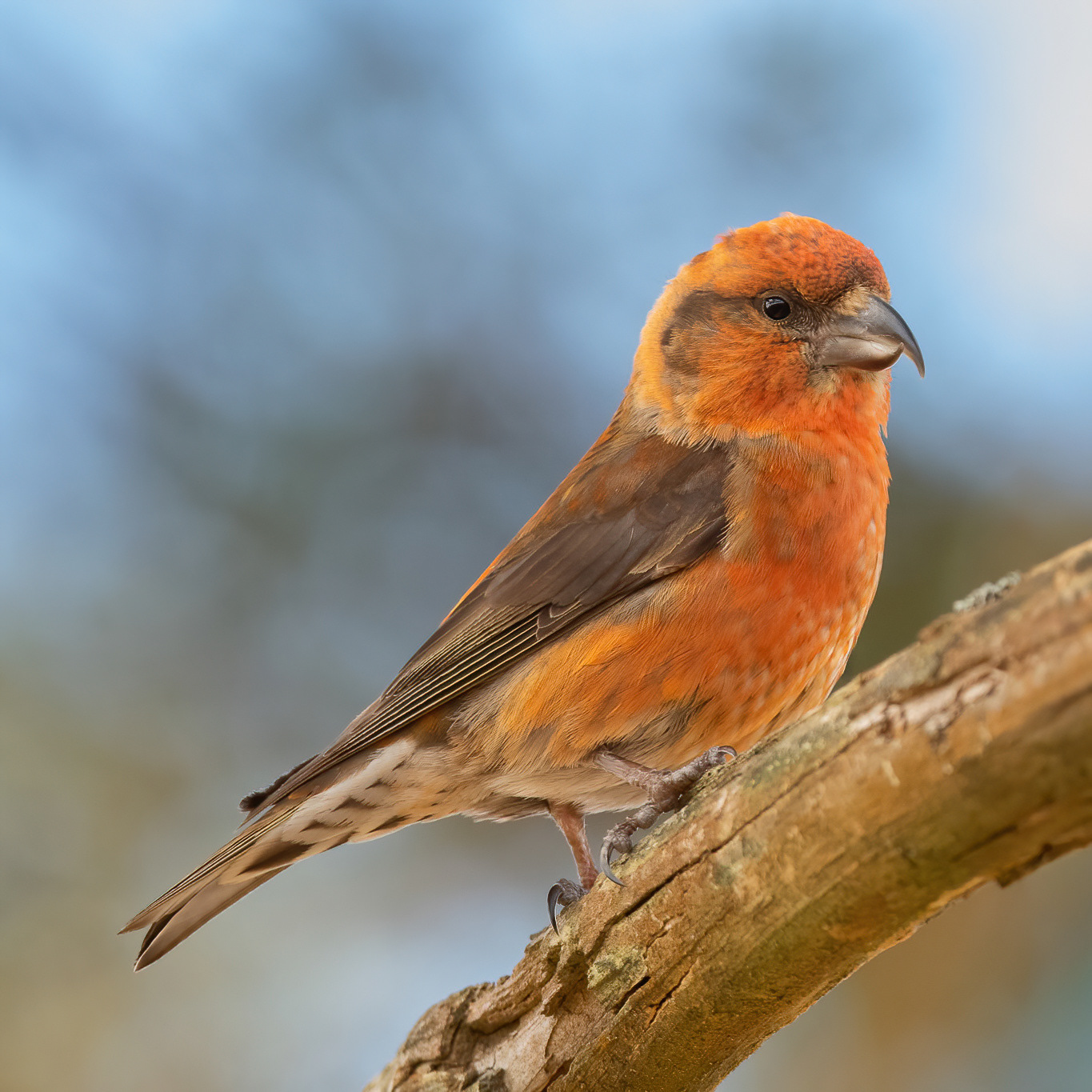 Crossbill - Thursley Common