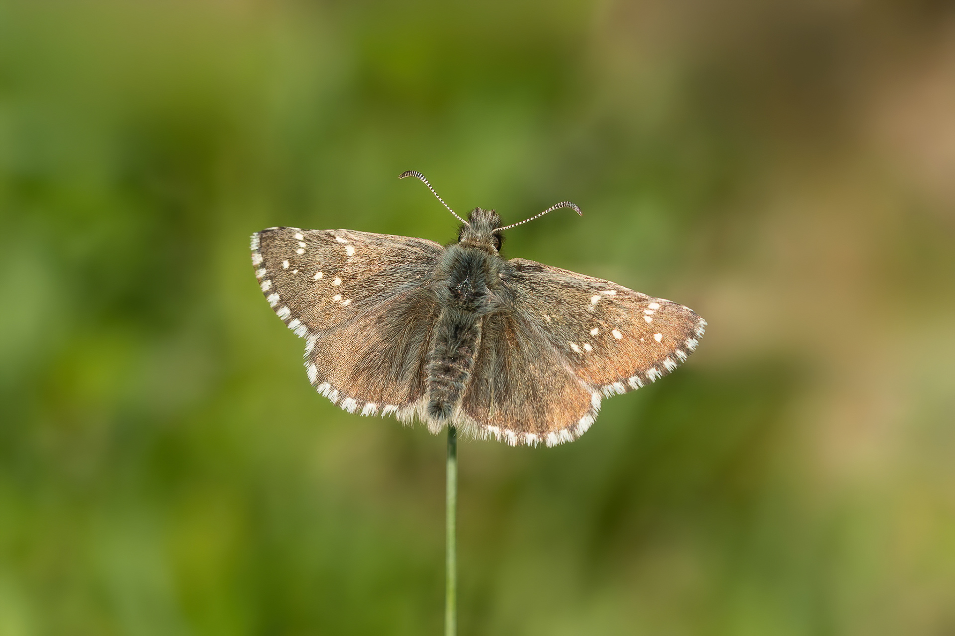 Dusky Grizzled Skipper - Italy