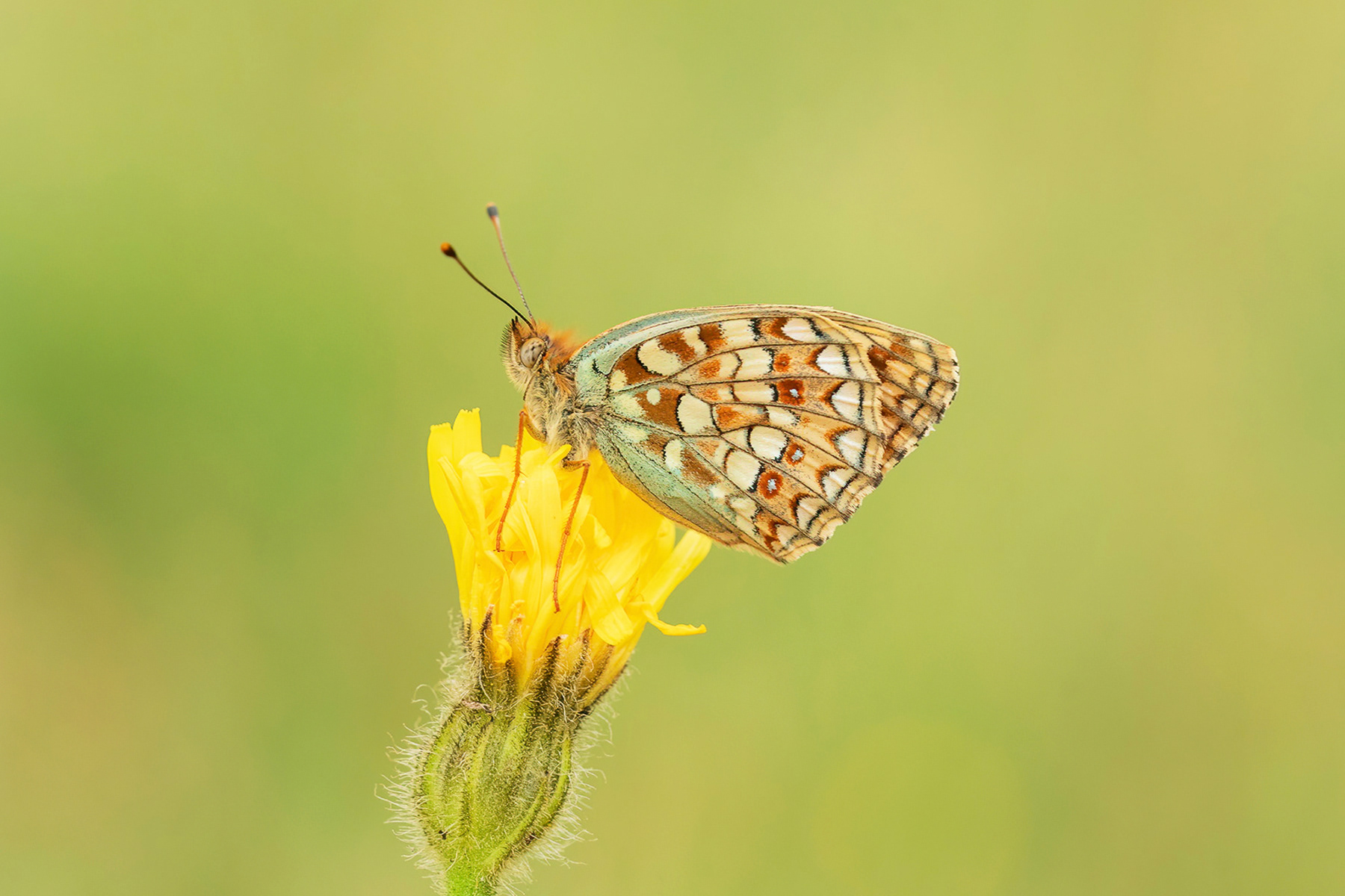 Niobe Fritillary - France