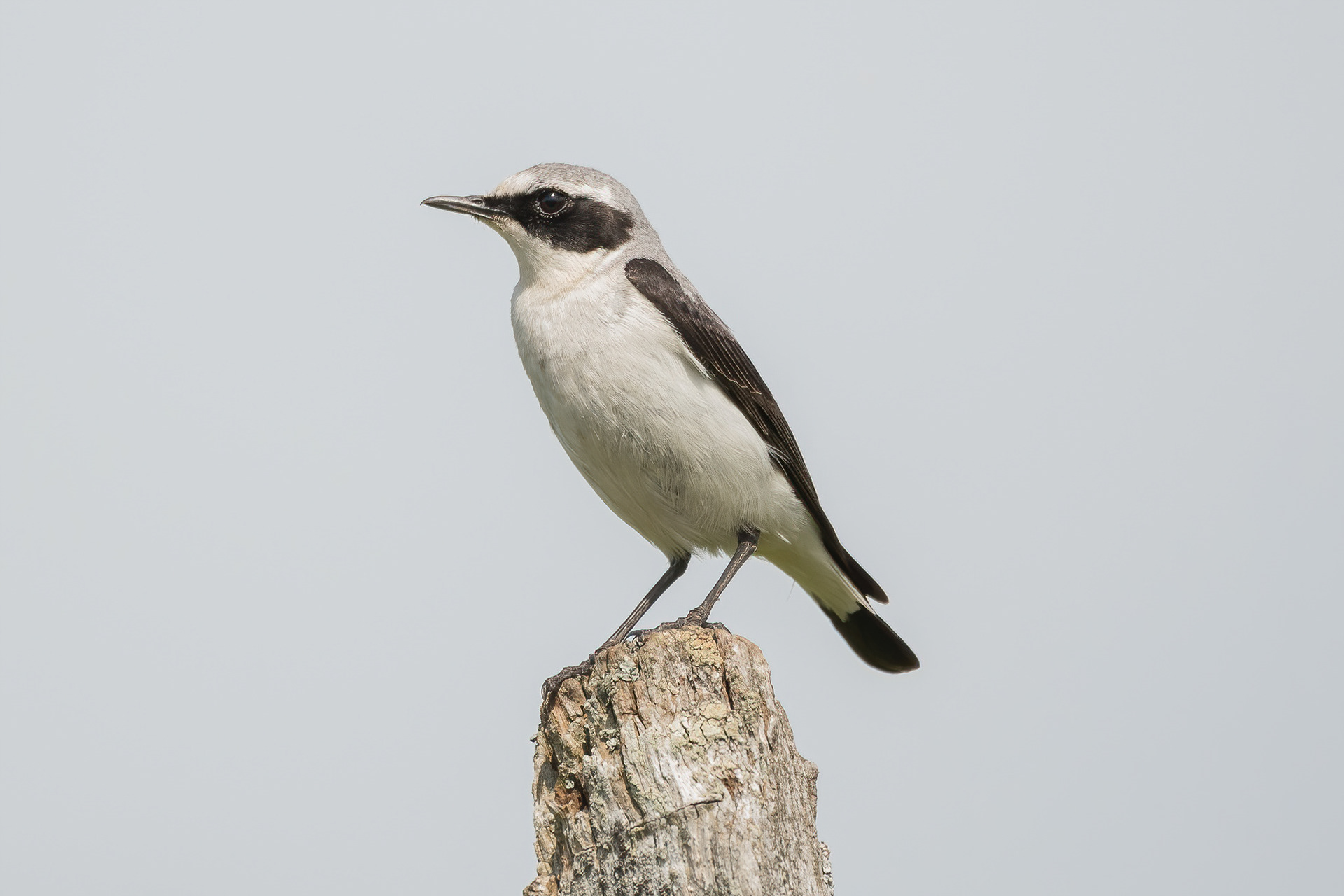 Wheatear - Cévennes, France