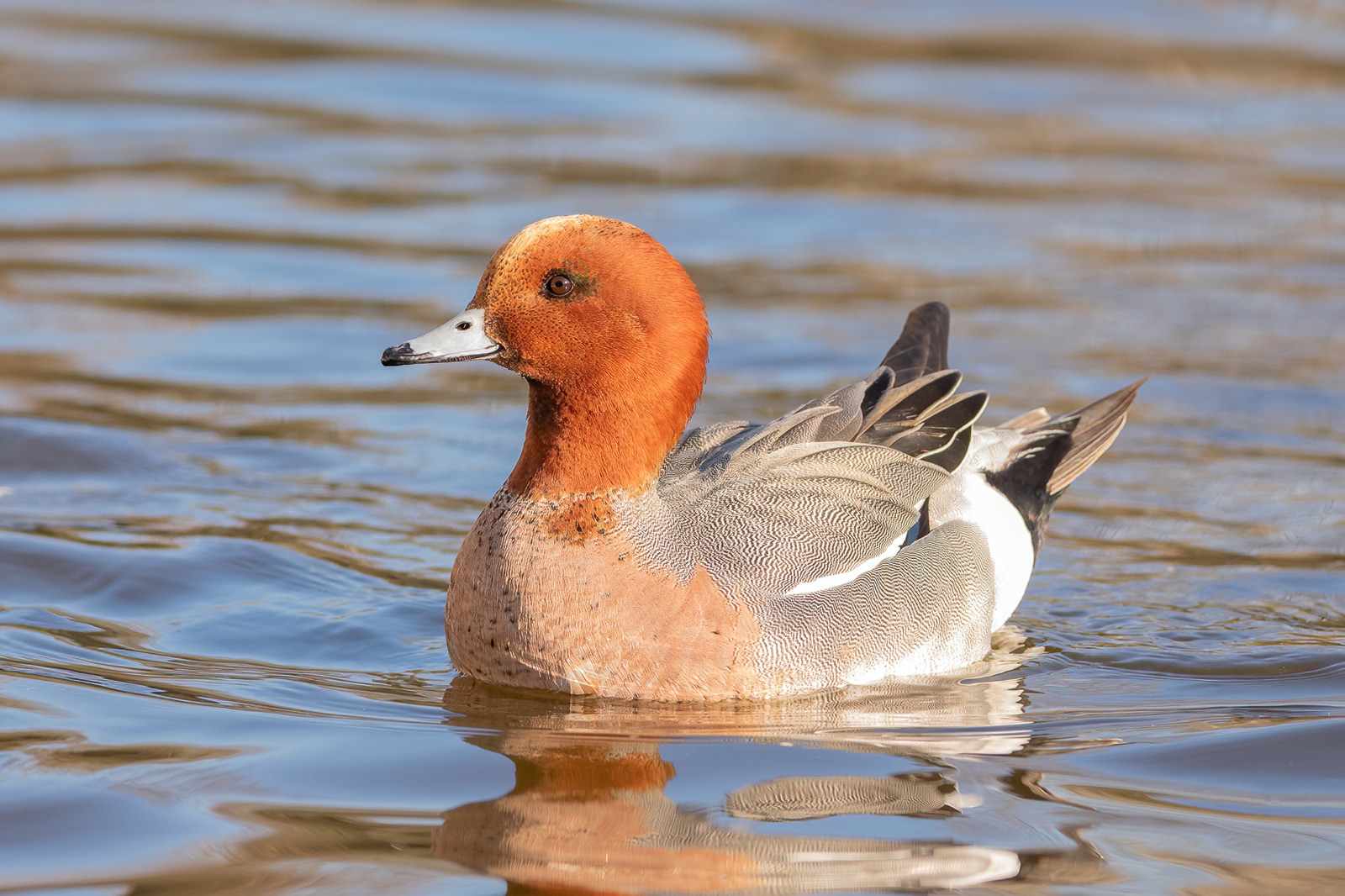 Wigeon - St James's Park