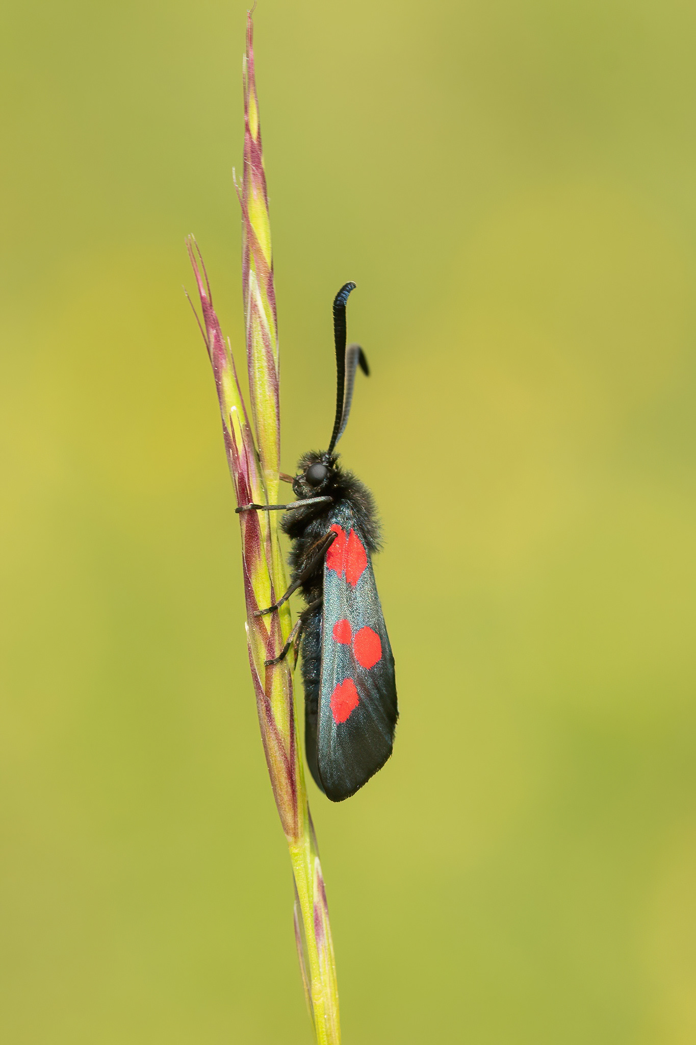 Five-spot Burnet Moth - Magdalen Hill Down