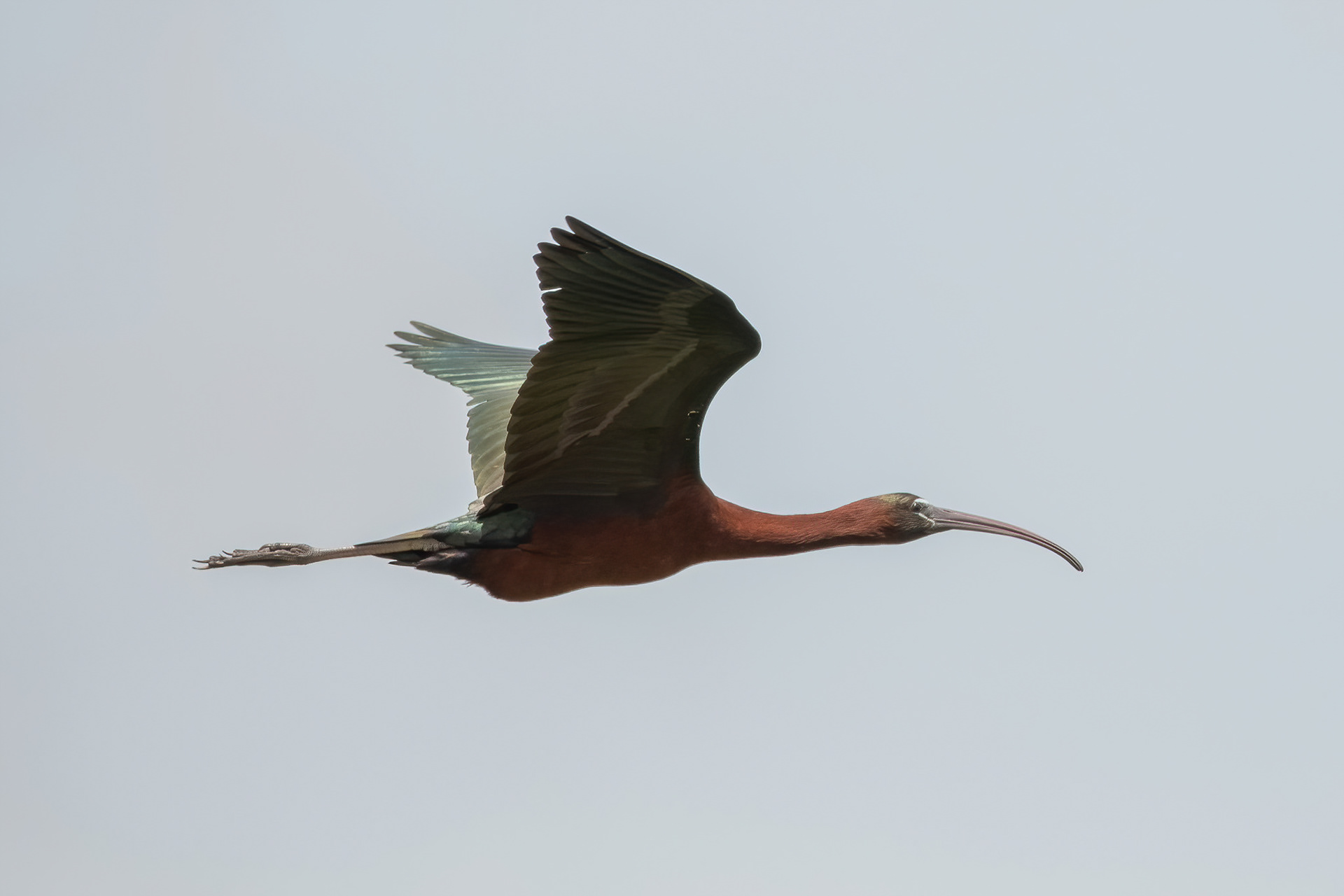 Glossy Ibis - Camargue, France