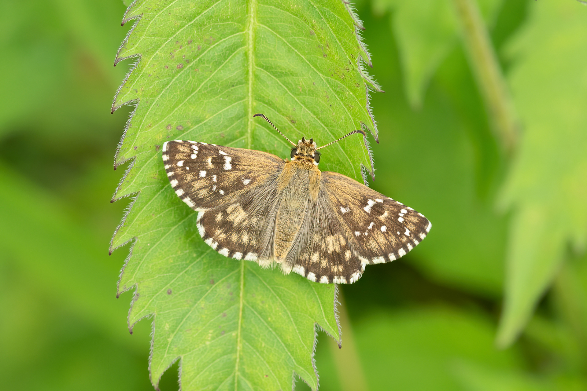 Oberthür's Grizzled Skipper - France