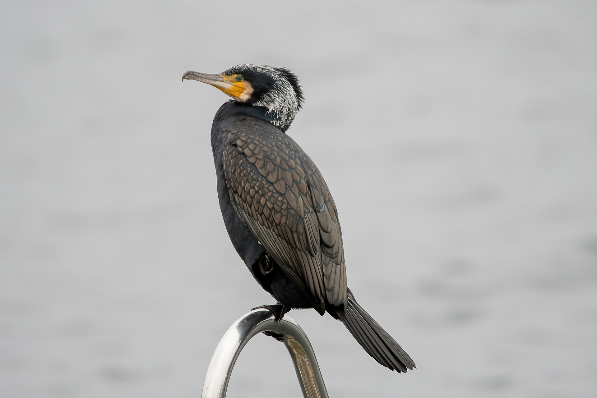 Cormorant - New Hythe