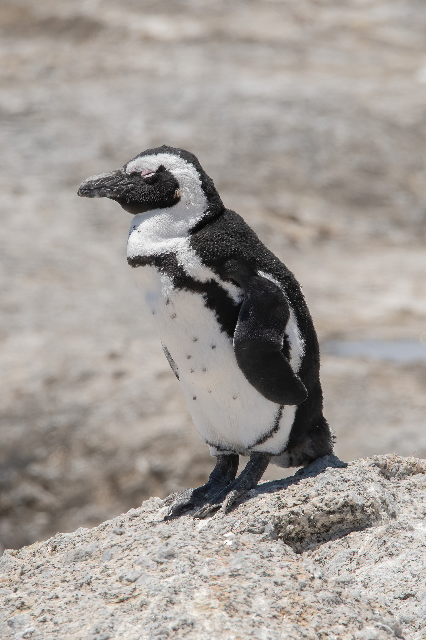 African Penguin - Boulders Beach