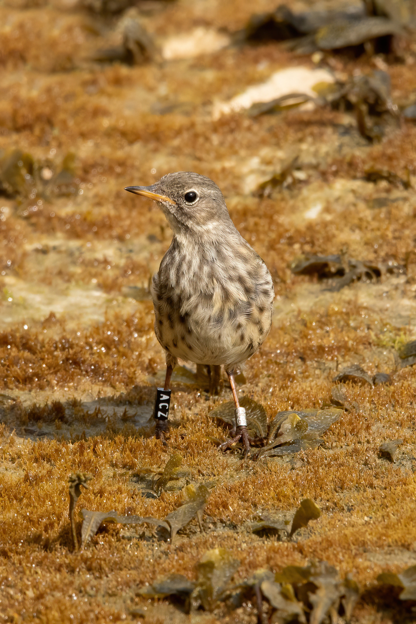 Rock Pipit - Portland Bill
