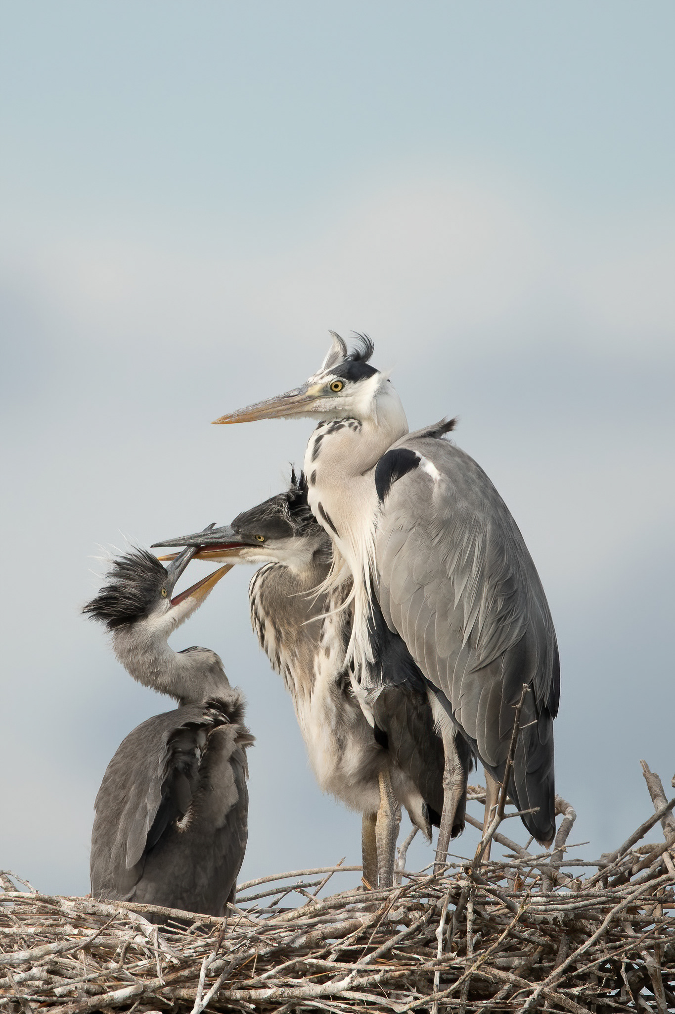 Grey Heron - Camargue, France