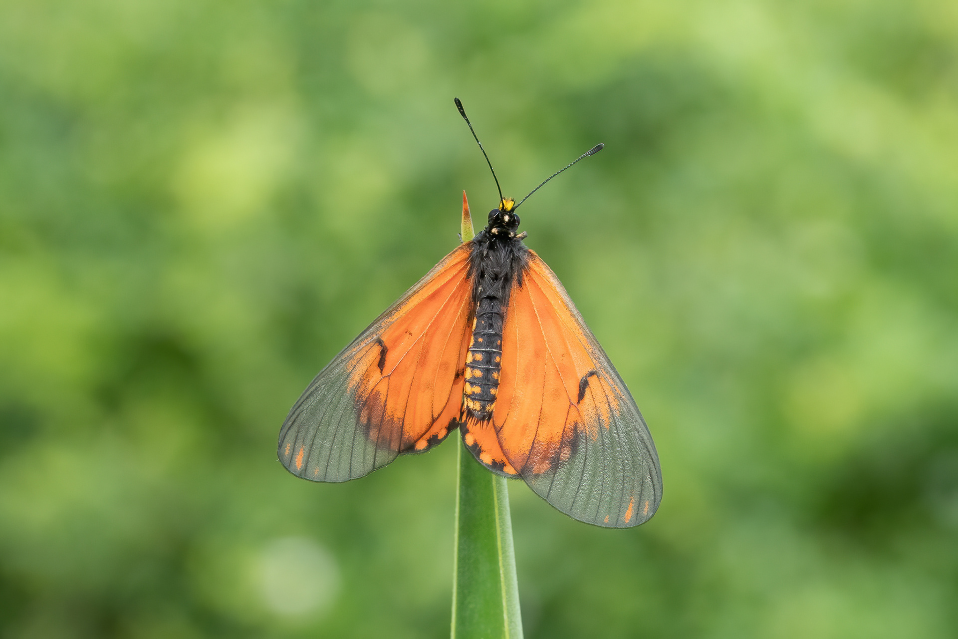 Garden Acraea - Noordhoek