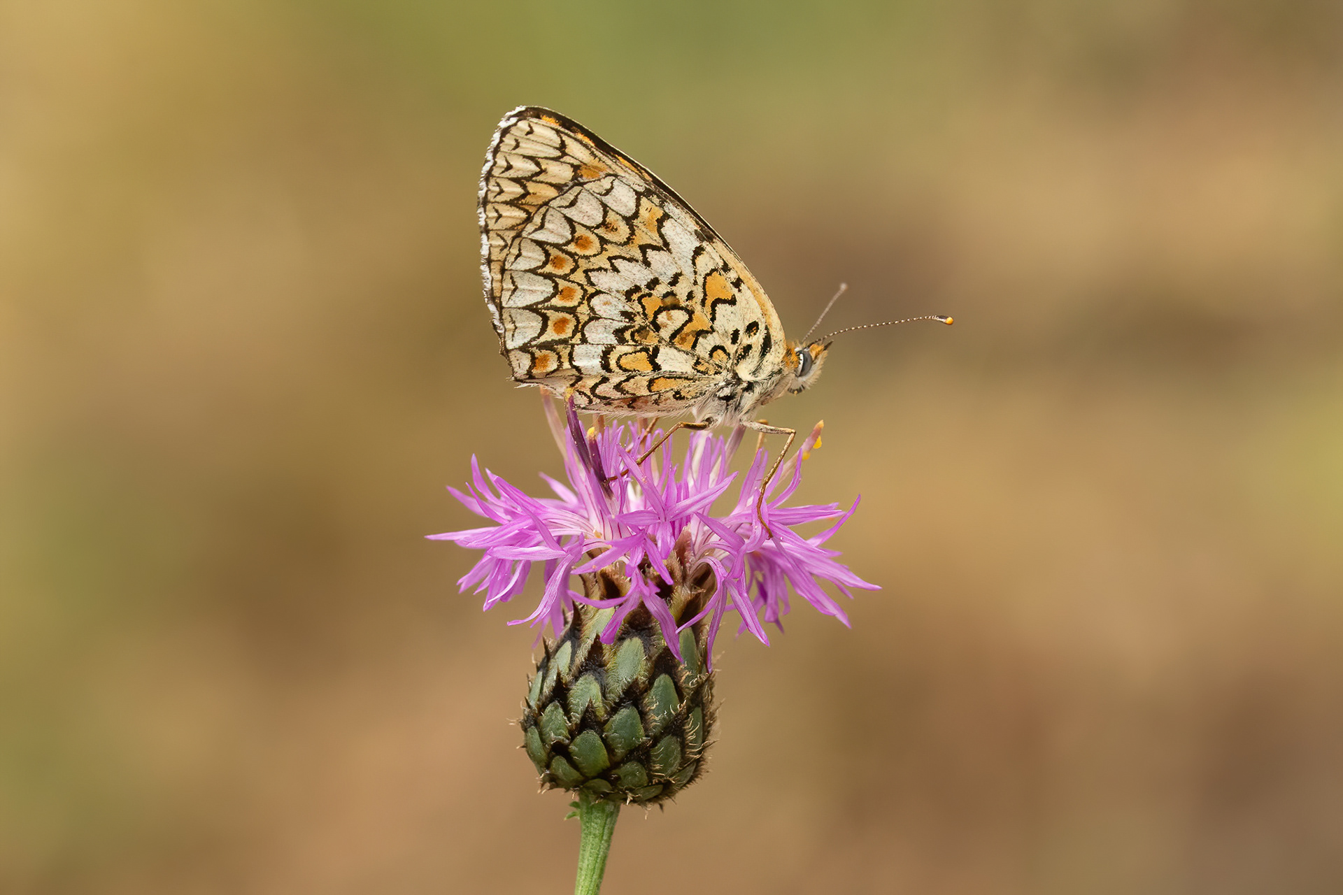 Knapweed Fritillary - Italy
