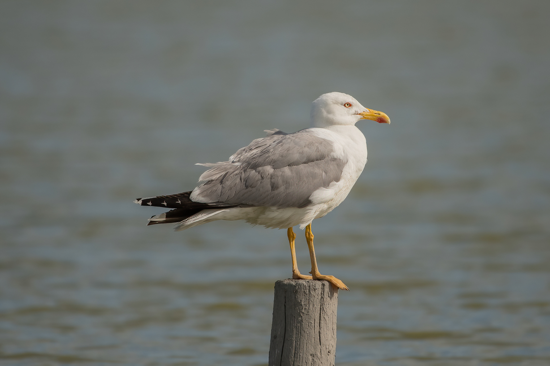 Yellow-legged Gull - Camargue, France