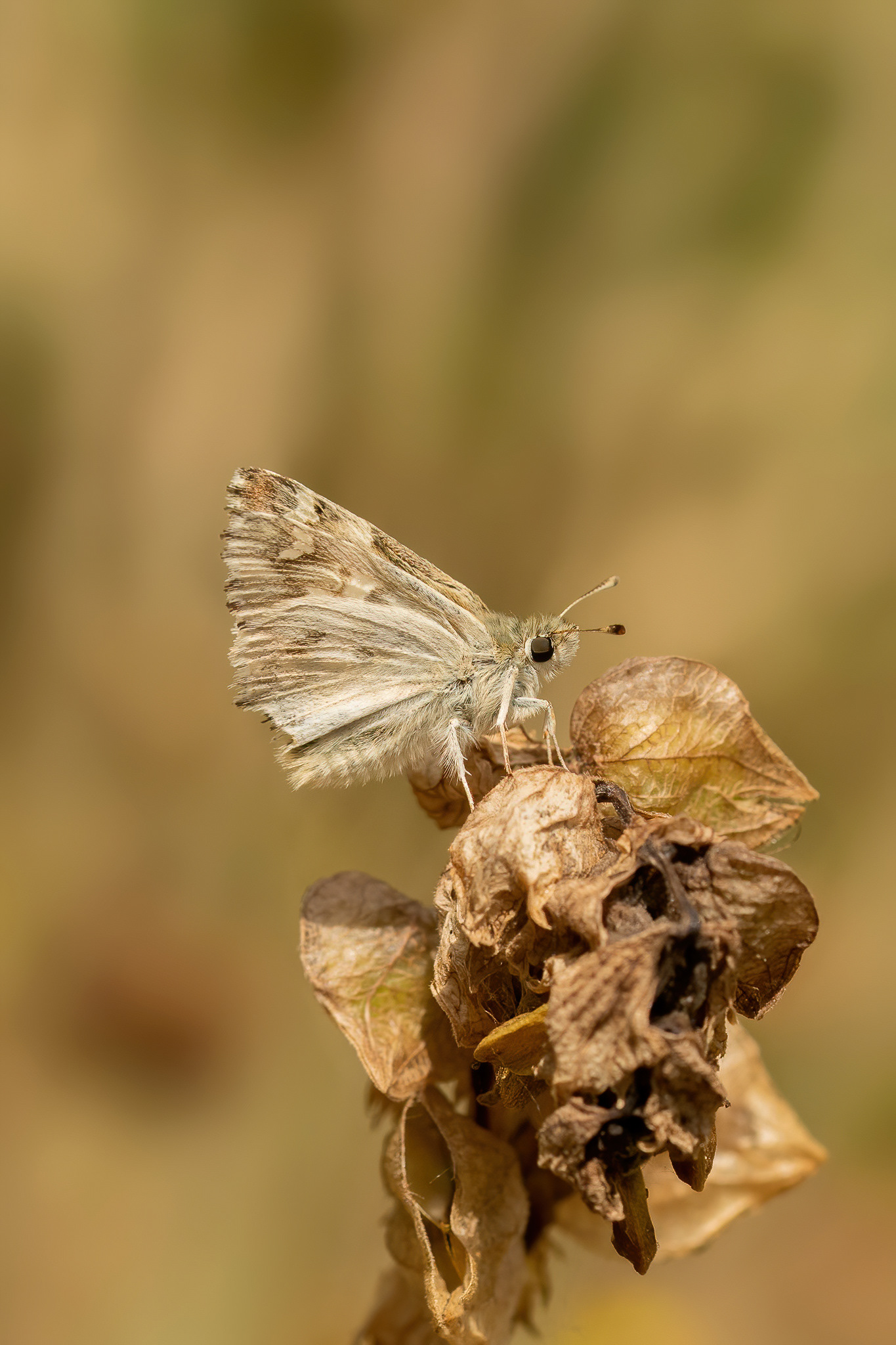 Marbled Skipper - Italy