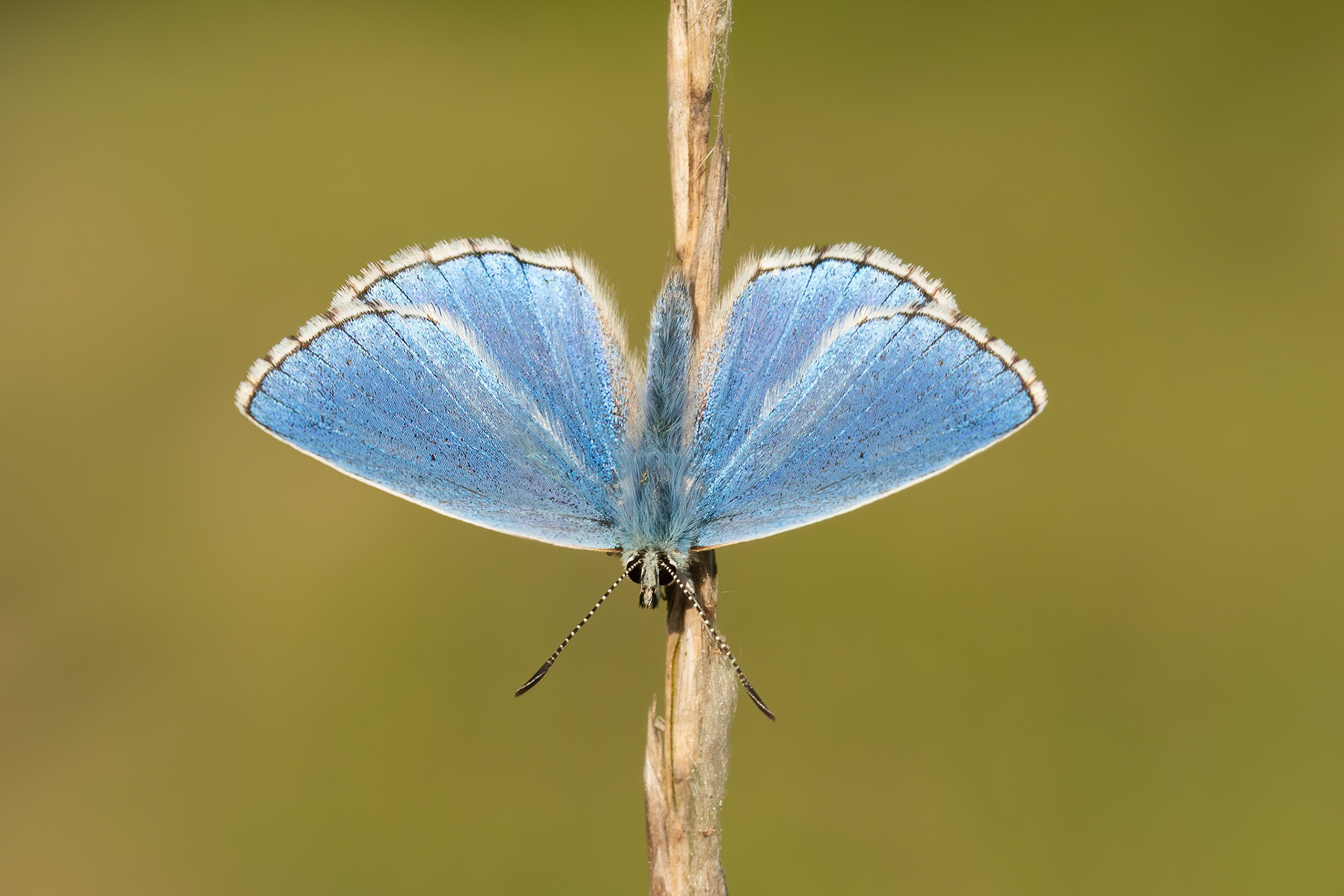 Adonis Blue - Queendown Warren
