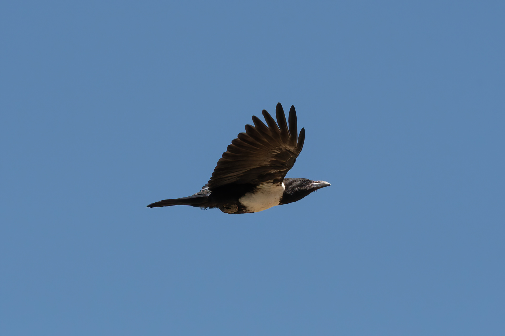 Pied Crow - Inverdoorn