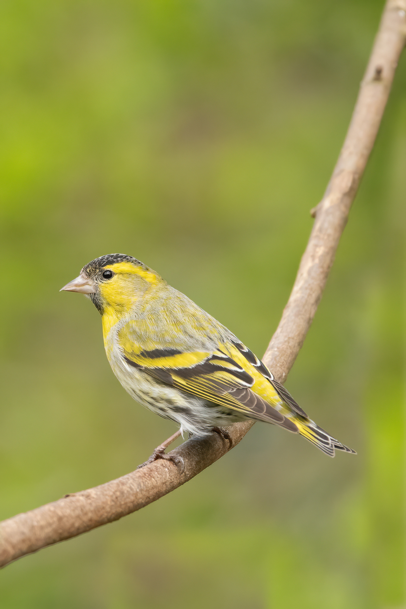 Siskin - Warnham