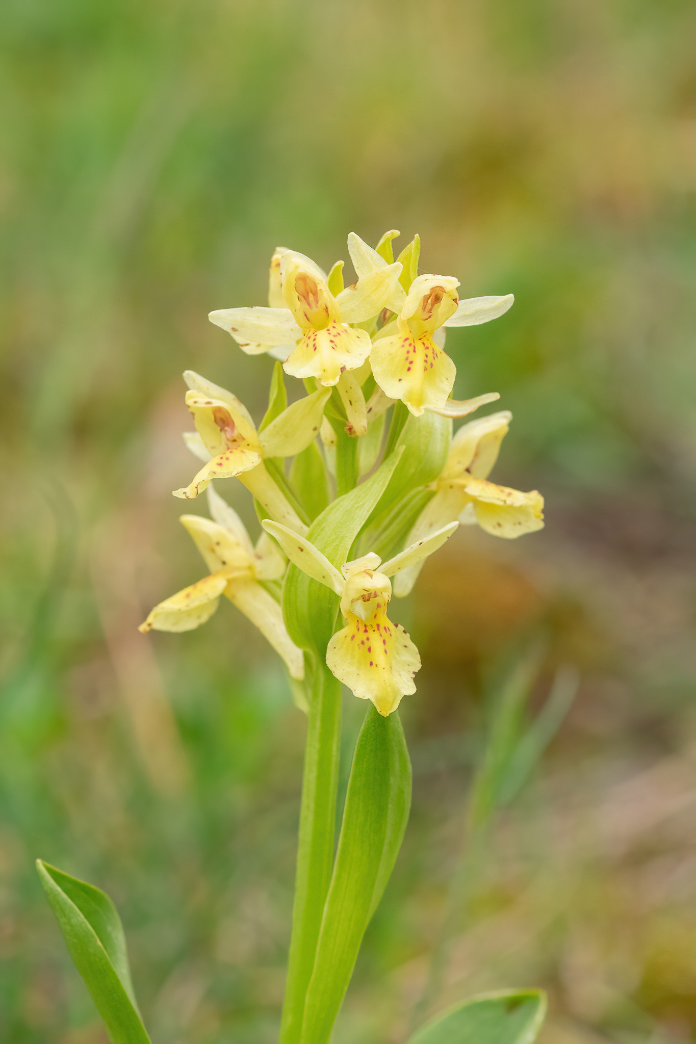 Edler-flowered Orchid - Vercors, France