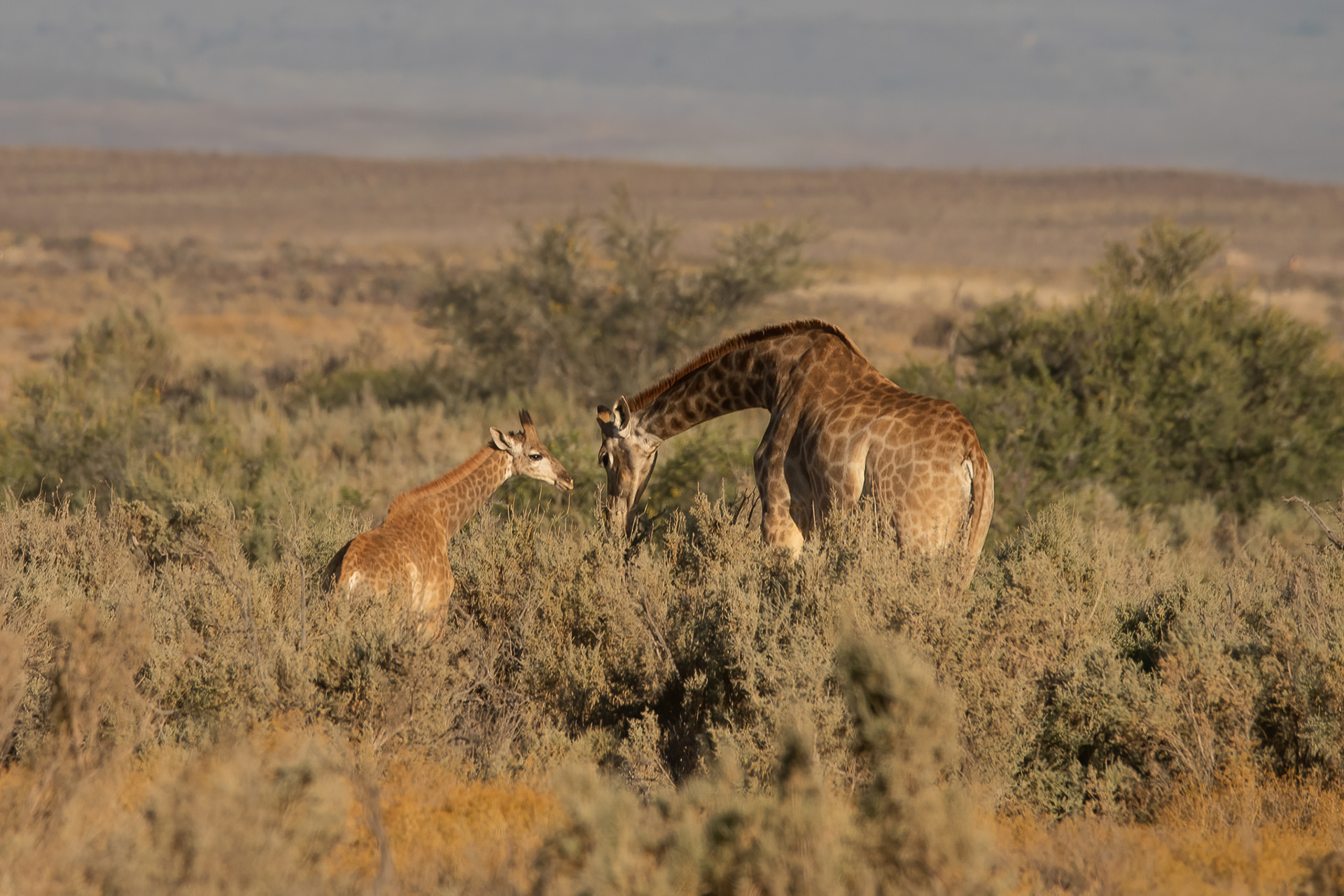 Giraffe - Inverdoorn