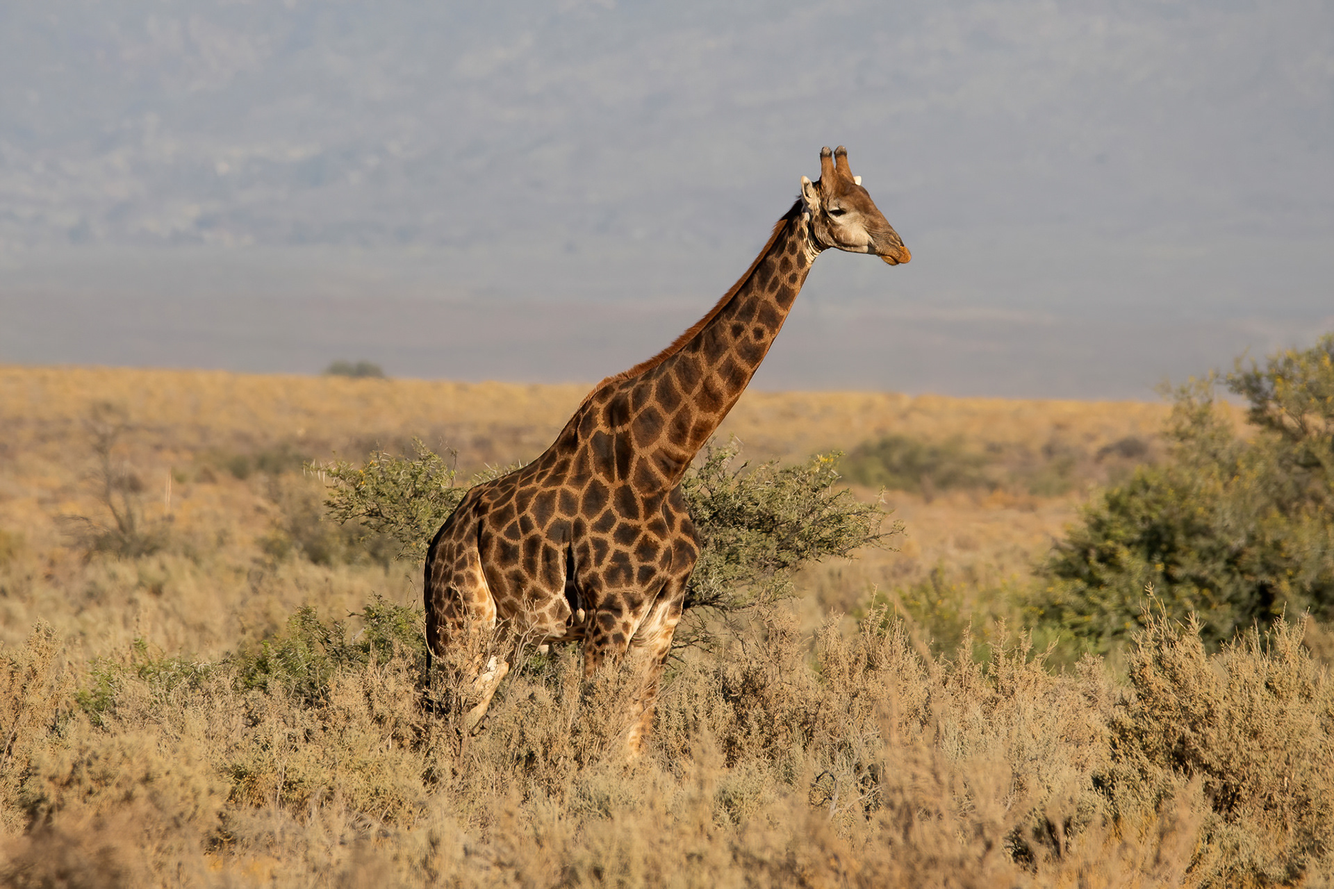 Giraffe - Inverdoorn