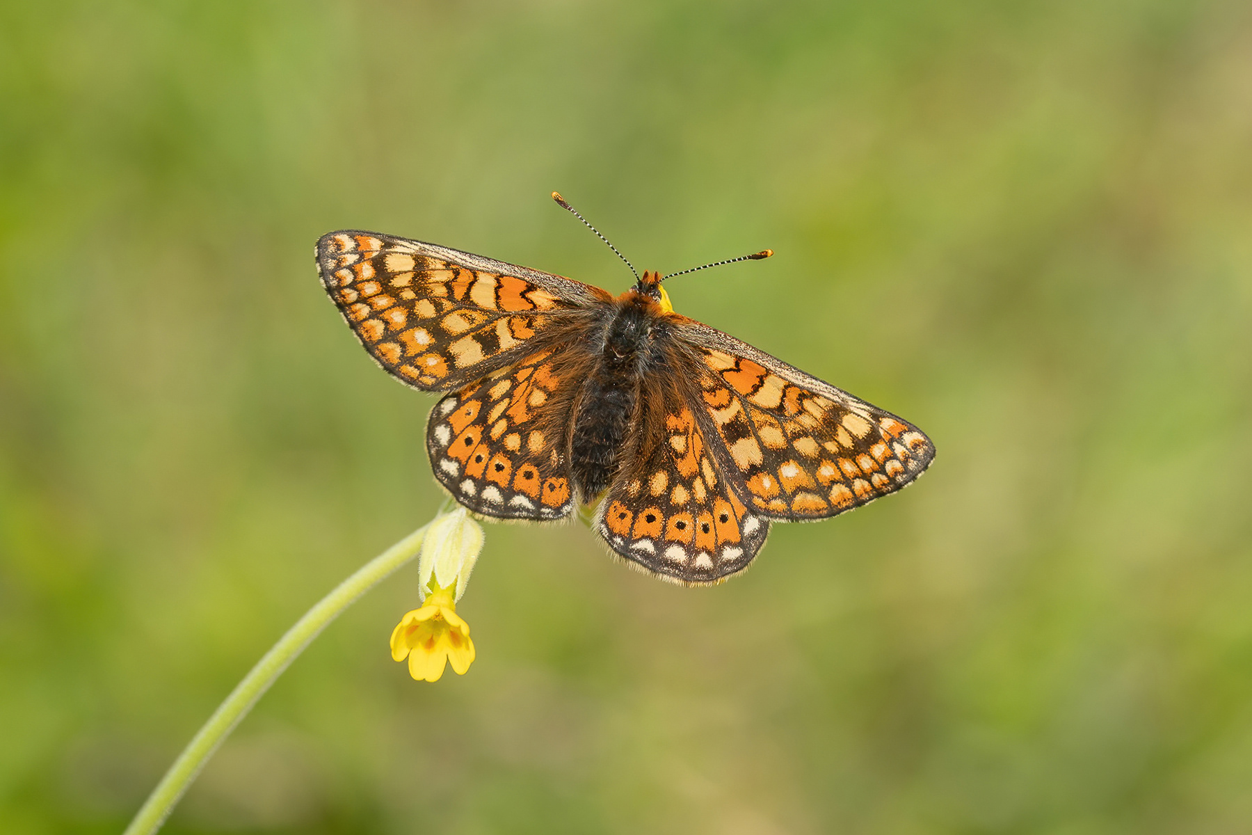 Marsh Fritillary  - Magdalen Hill Down