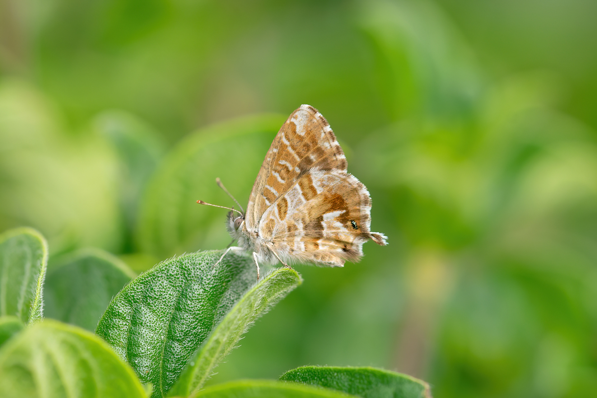 Water Geranium Bronze - Fish Hoek