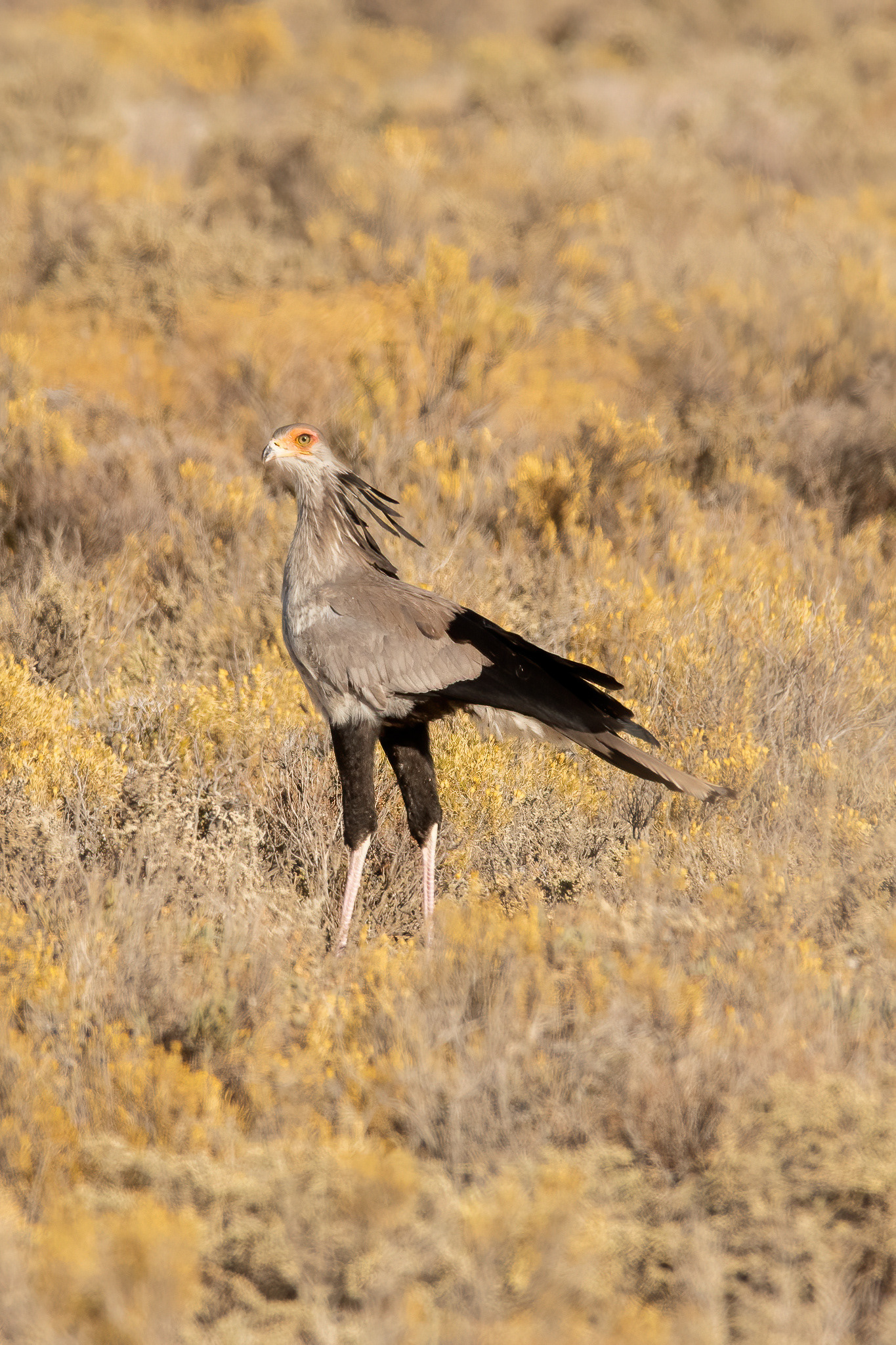 Secretarybird - Inverdoorn
