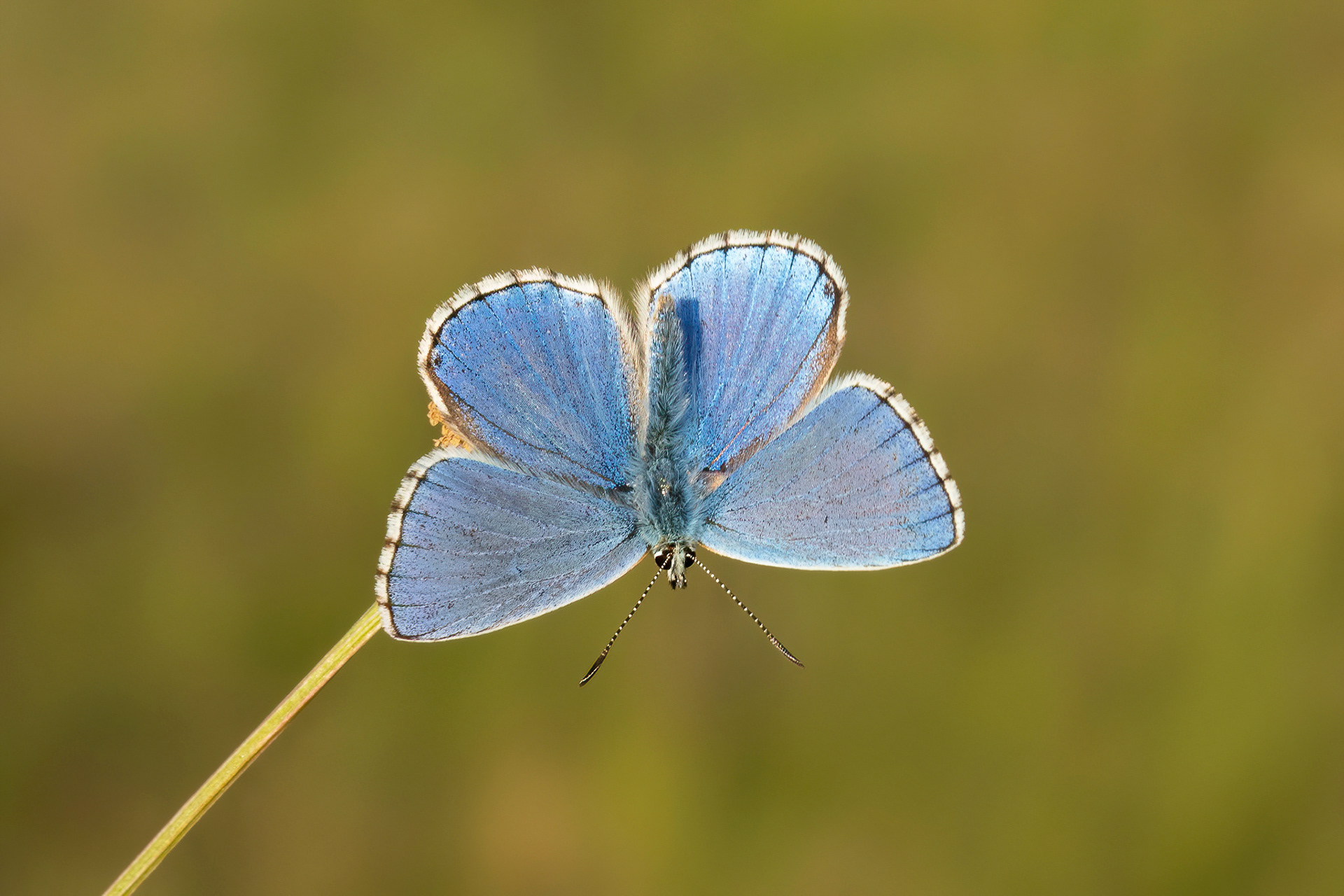 Adonis Blue - Queendown Warren