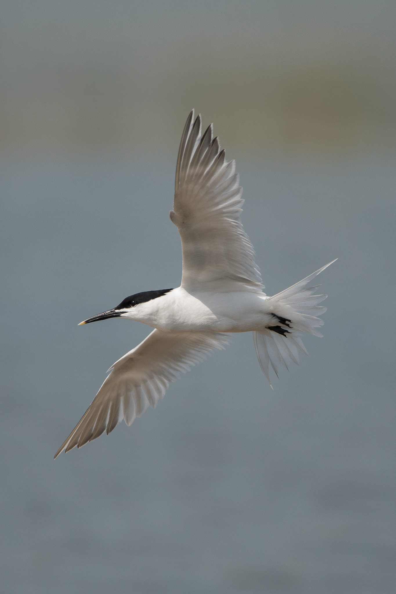Sandwich Tern - Rye Harbour