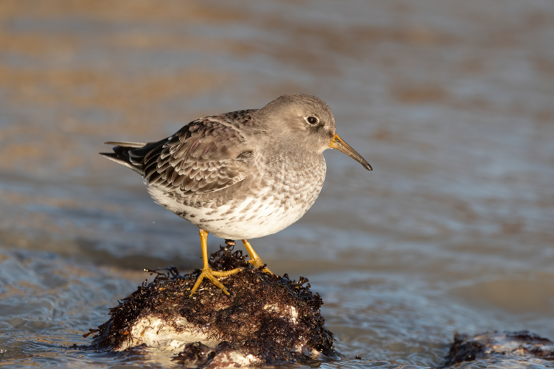Purple Sandpiper - Broadstairs