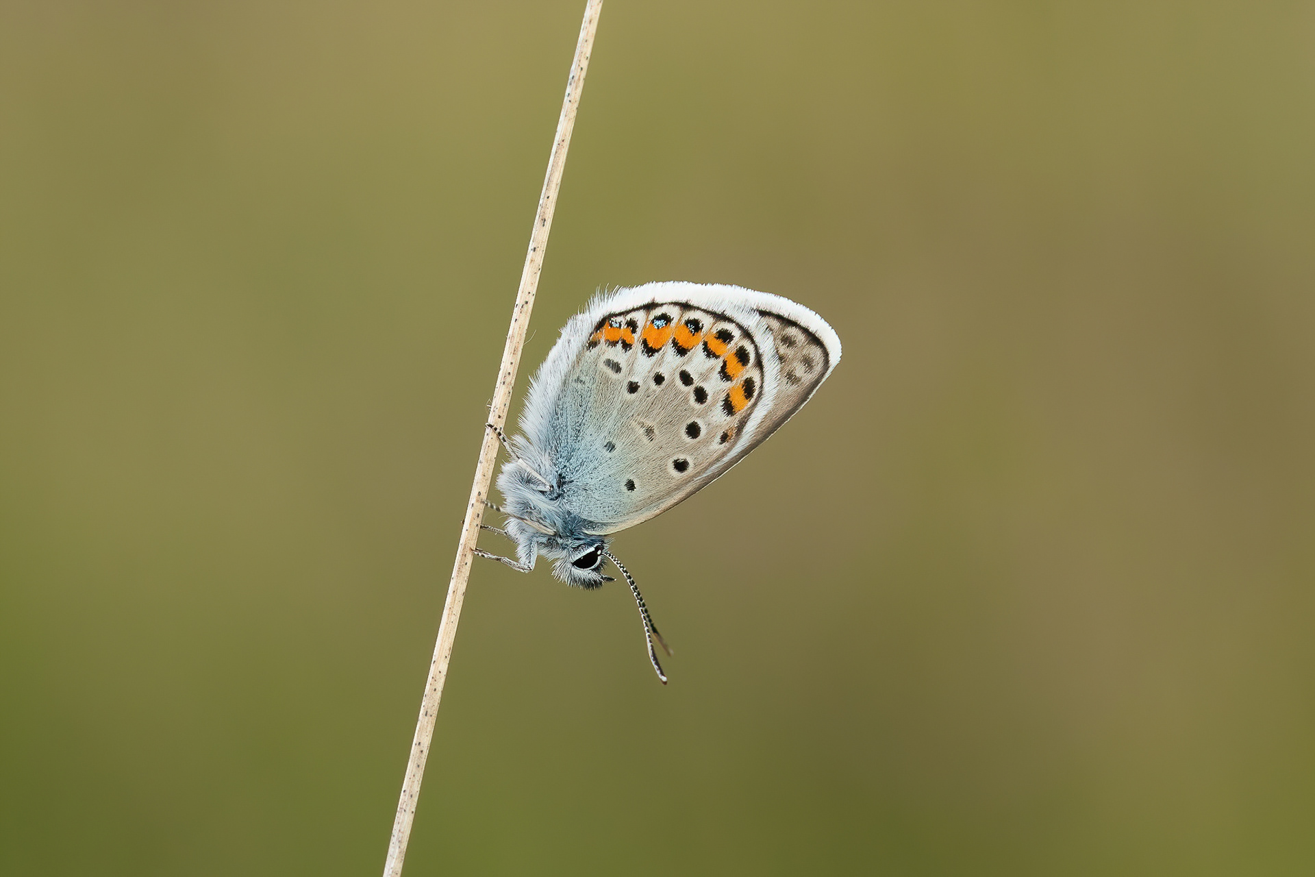Silver-studded Blue - Ashdown Forest