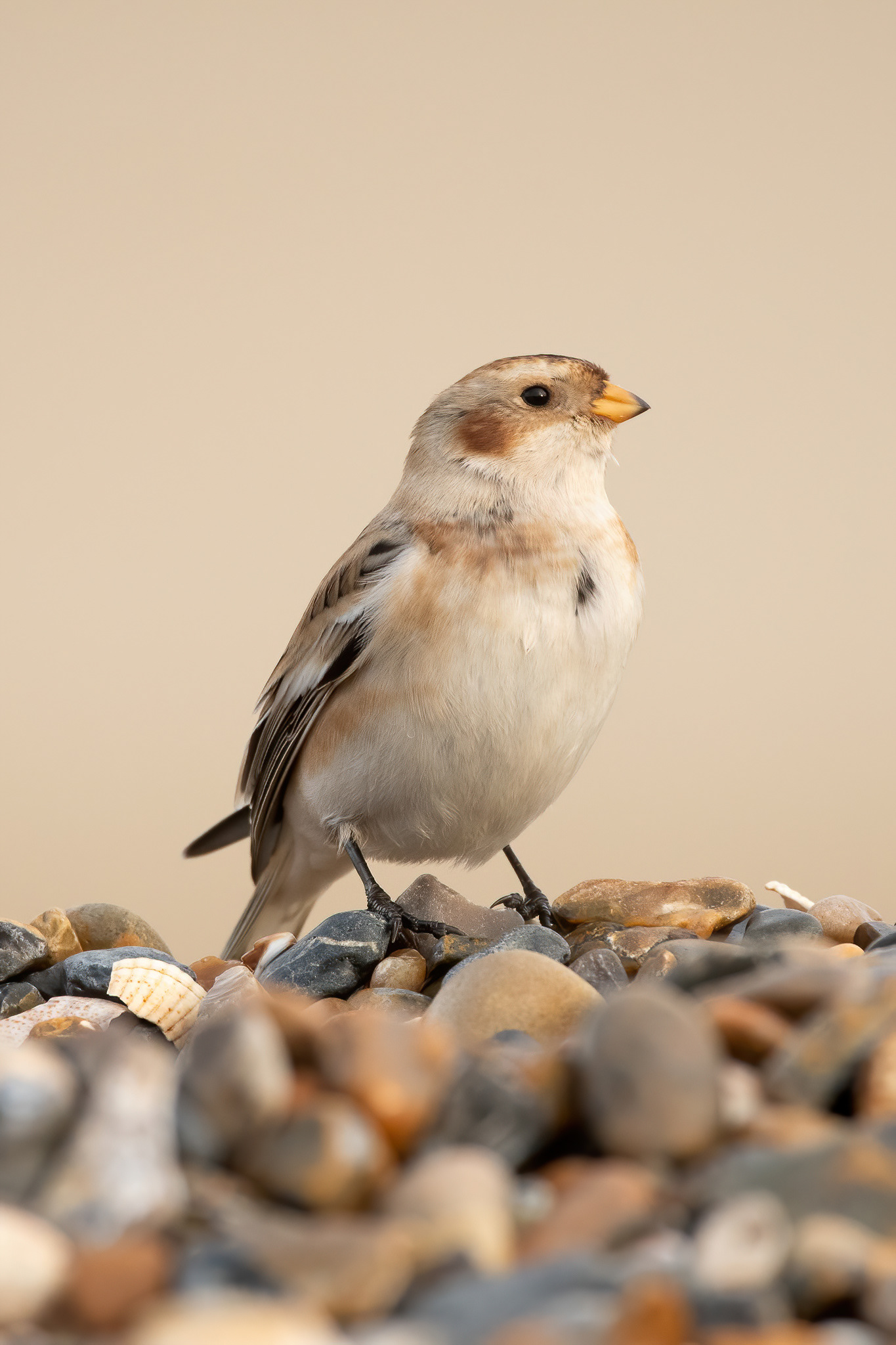 Snow Bunting - Minnis Bay