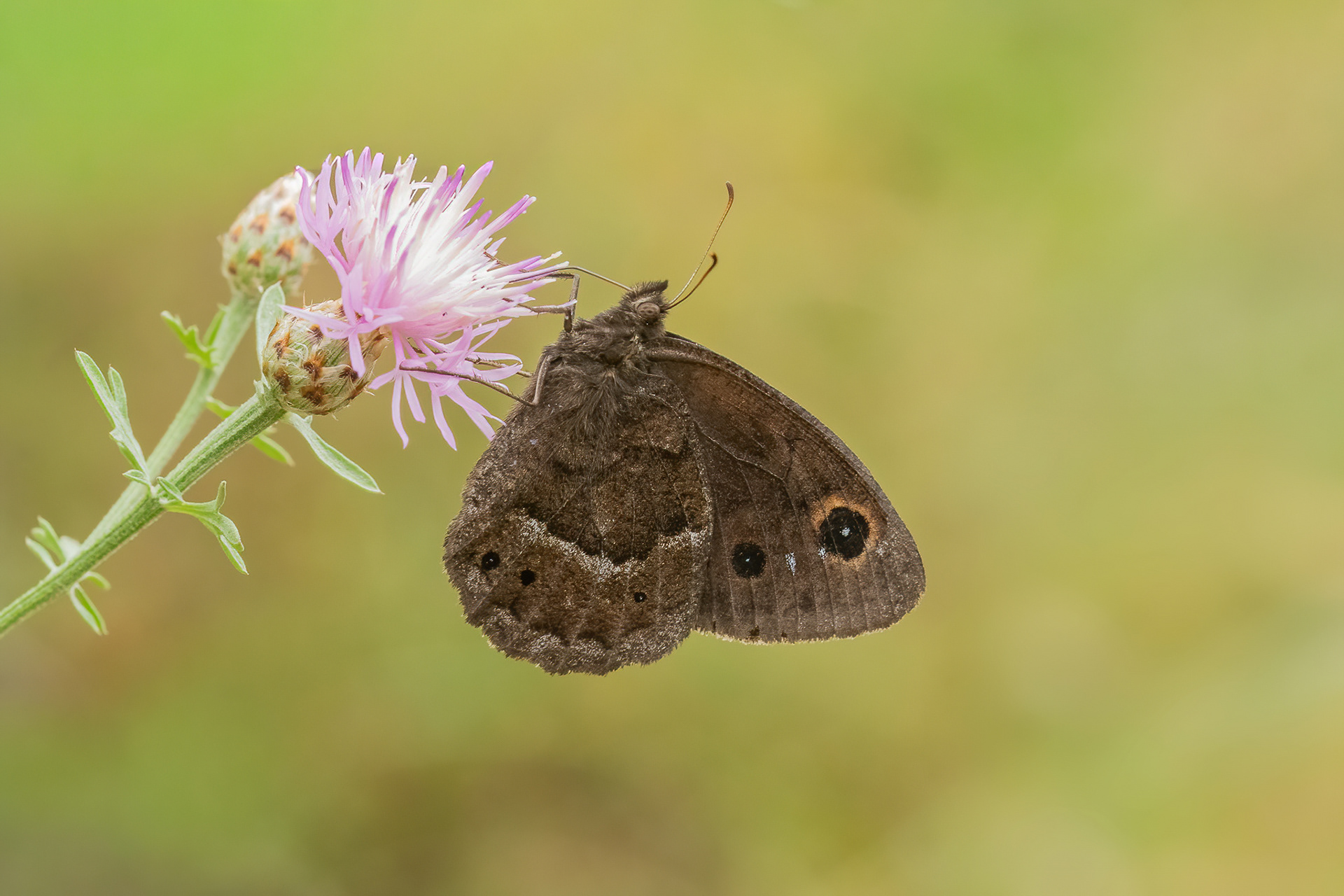 Great Sooty Satyr - Italy