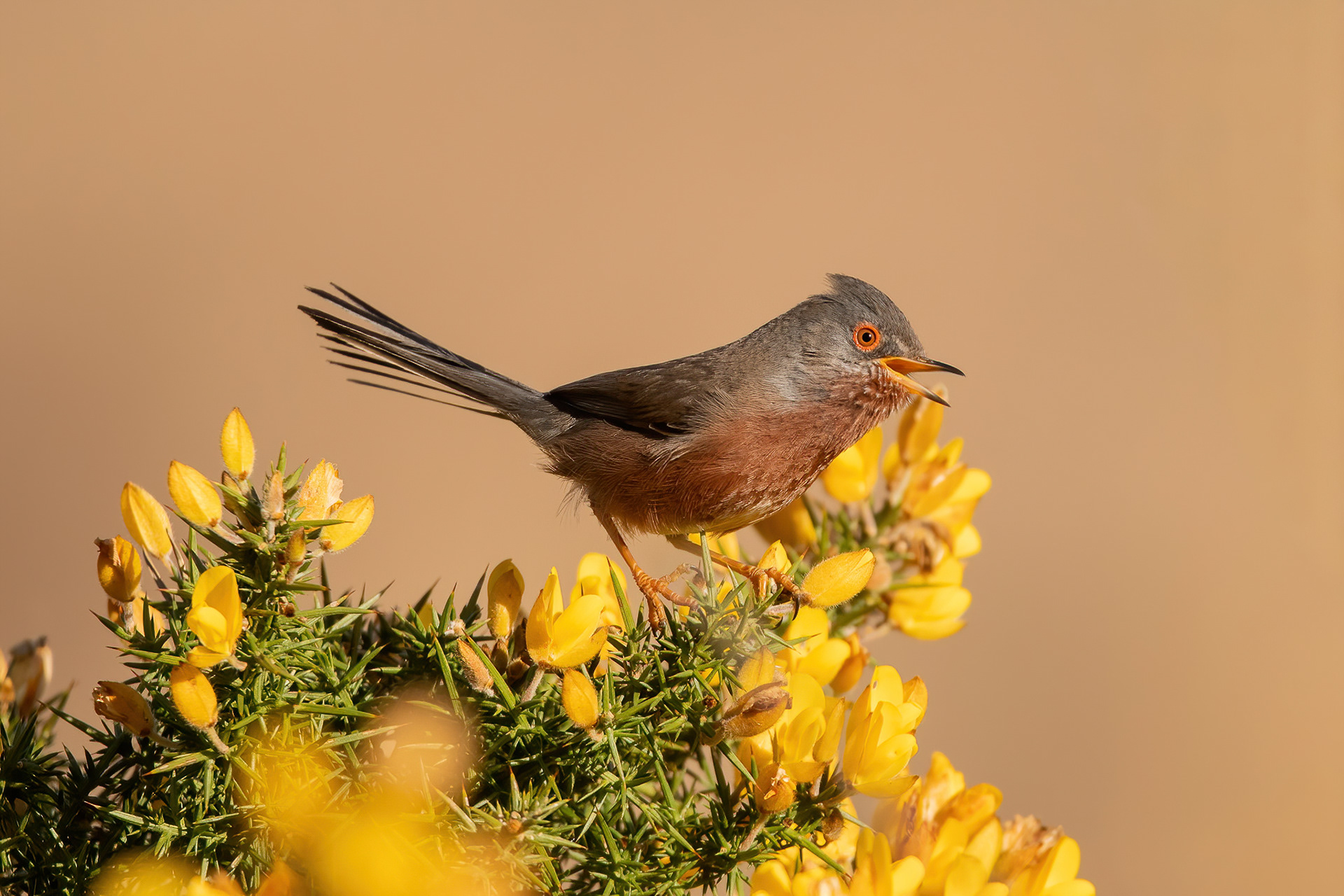 Dartford Warbler - Thursley Common