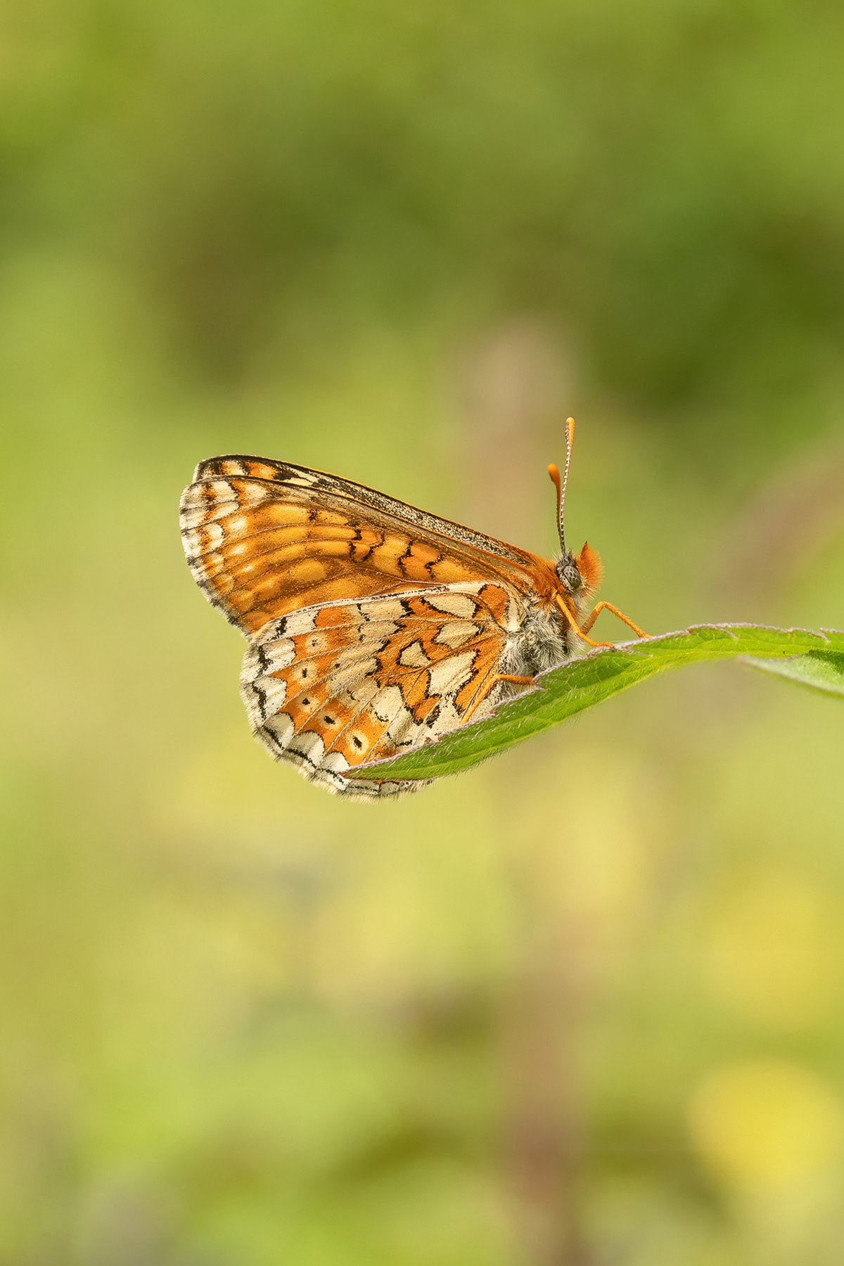 Marsh Fritillary  - Magdalen Hill Down