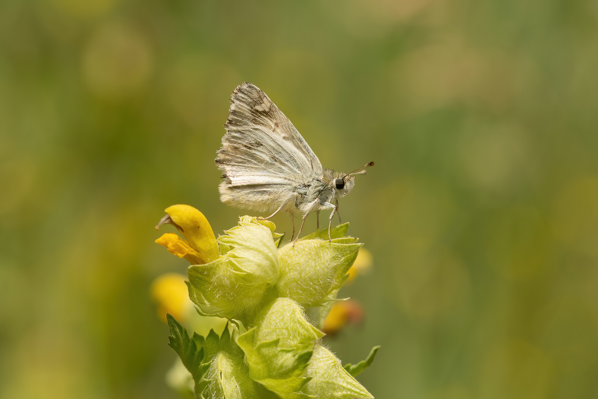 Marbled Skipper - Italy
