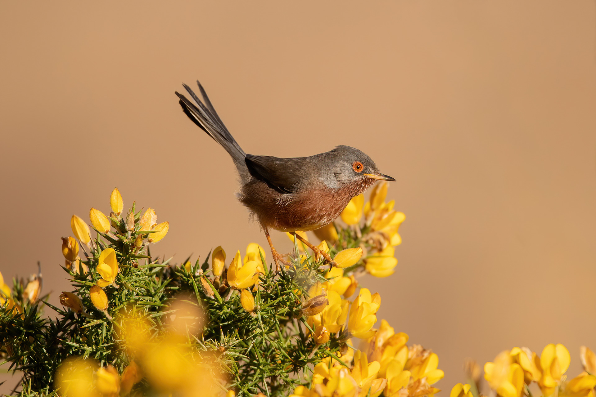 Dartford Warbler - Thursley Common