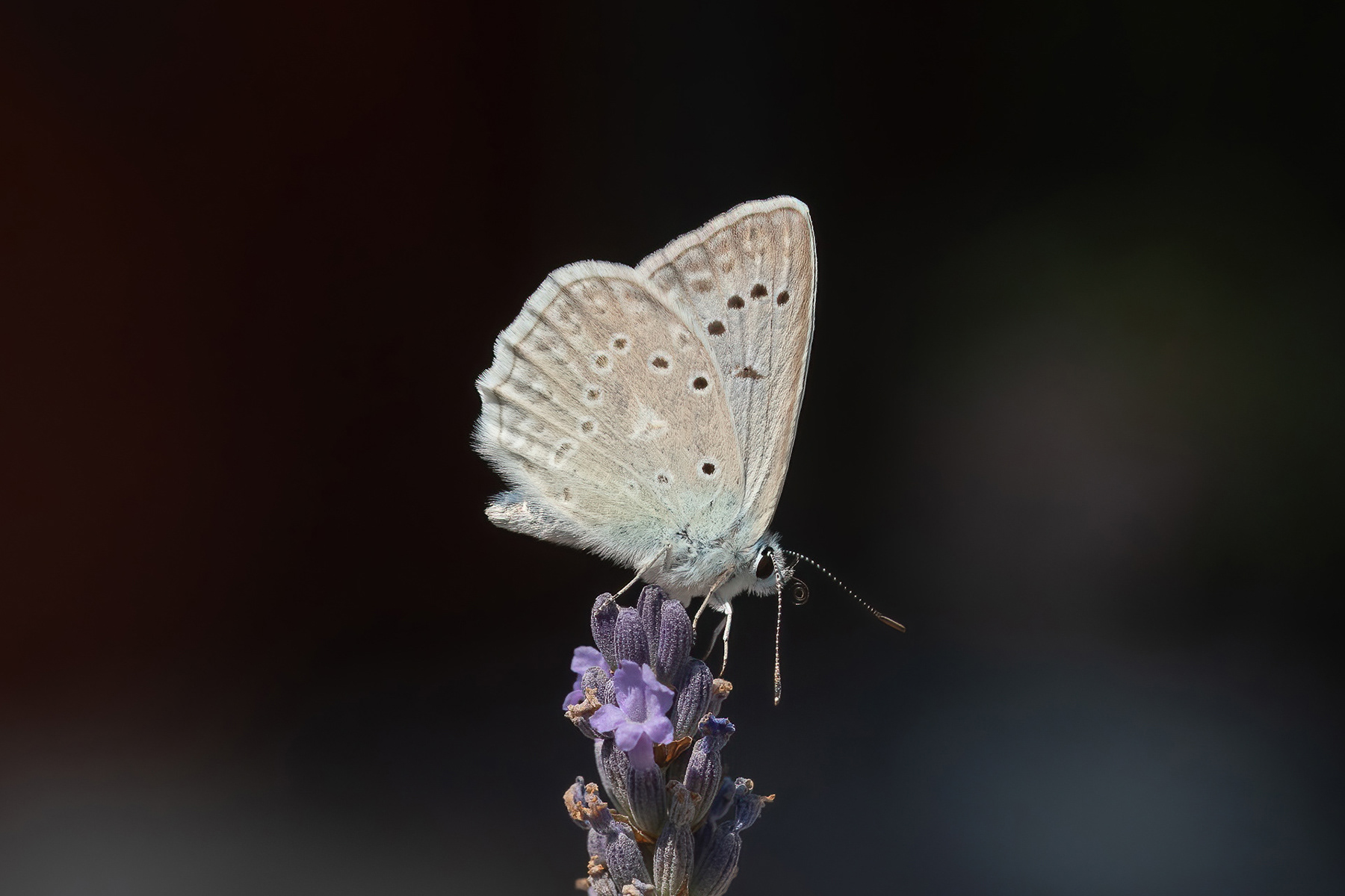 Meleager's Blue - France
