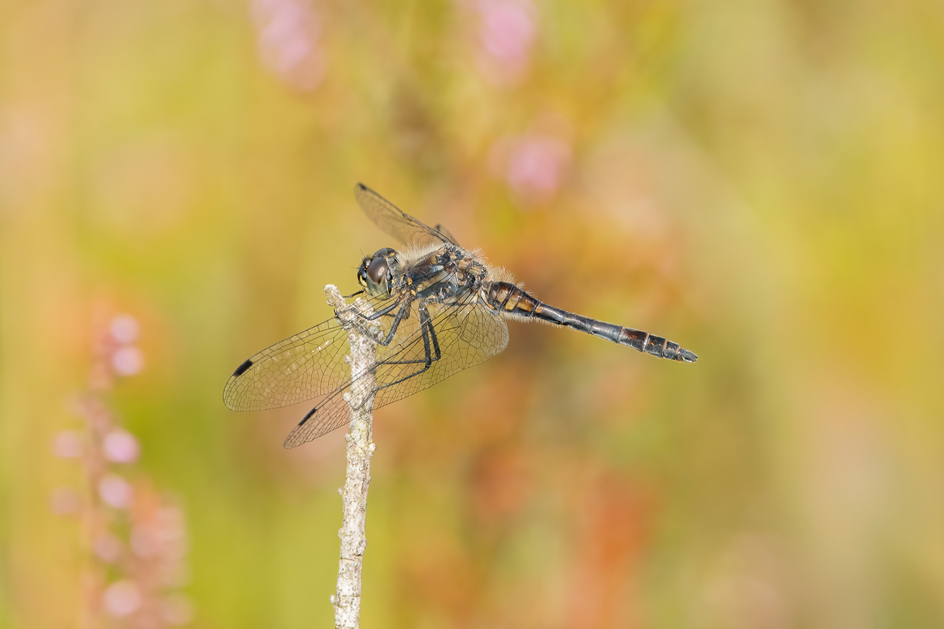 Black Darter - Thurlsey