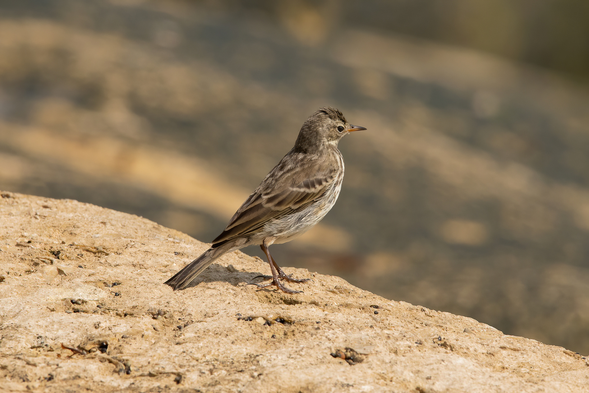 Rock Pipit - Portland Bill