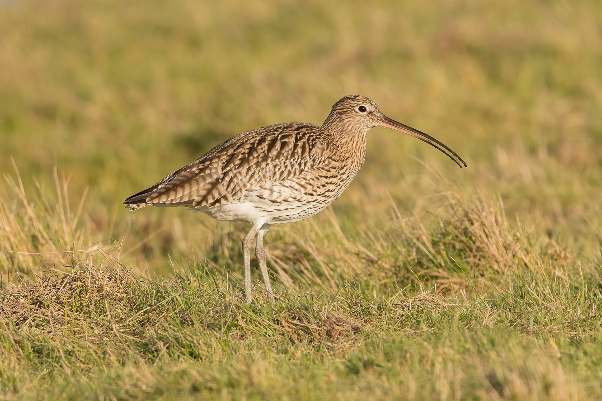 Curlew - Elmley