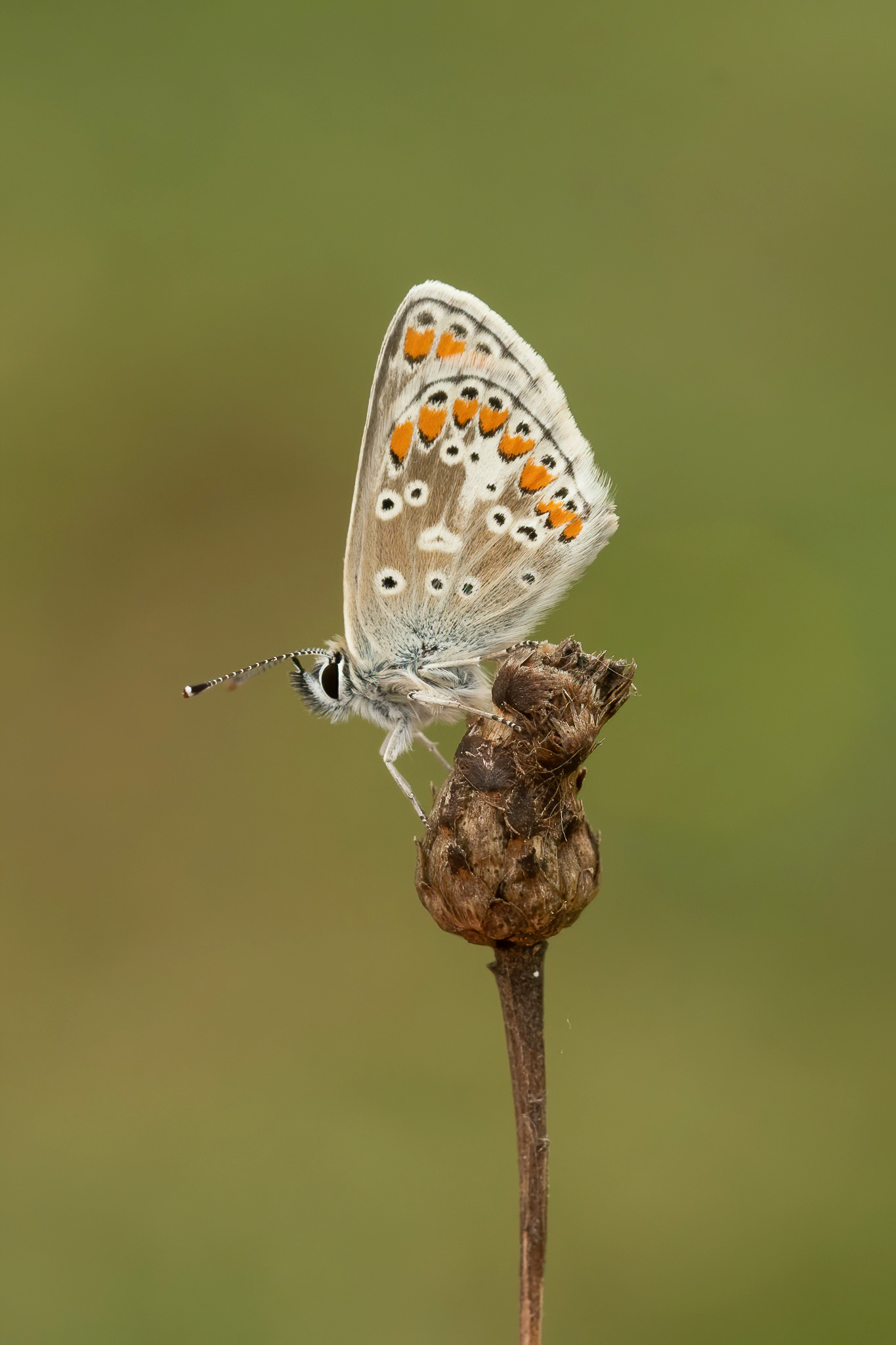 Brown Argus - Queendown Warren
