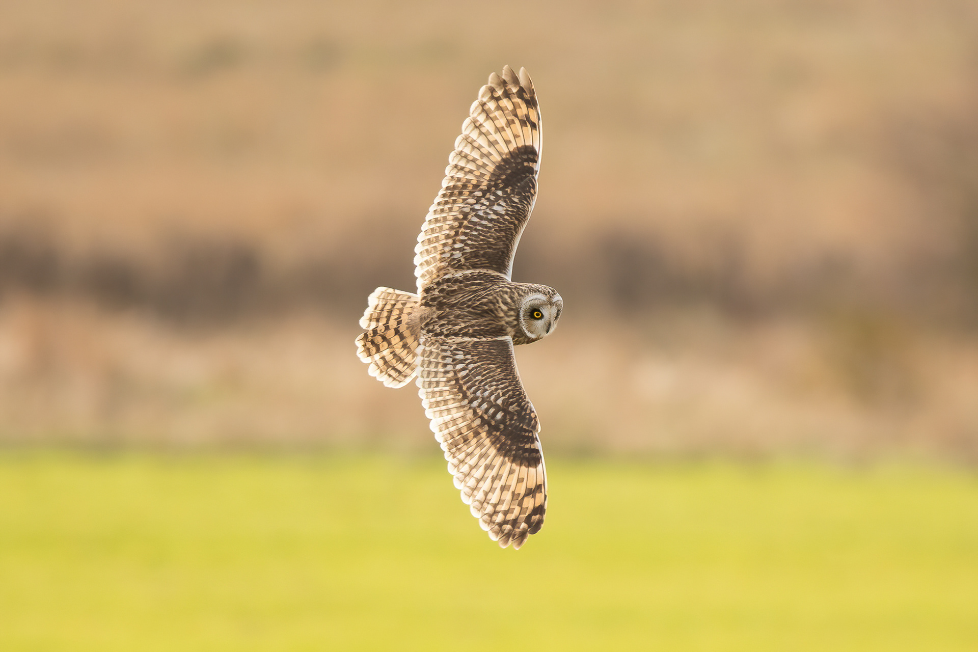 Short-eared Owl - Elmley