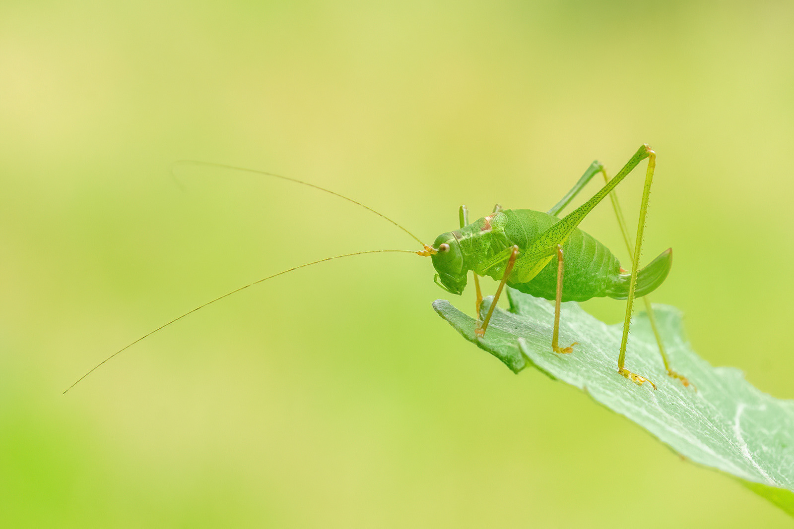 Speckled Bush Cricket - Orlestone