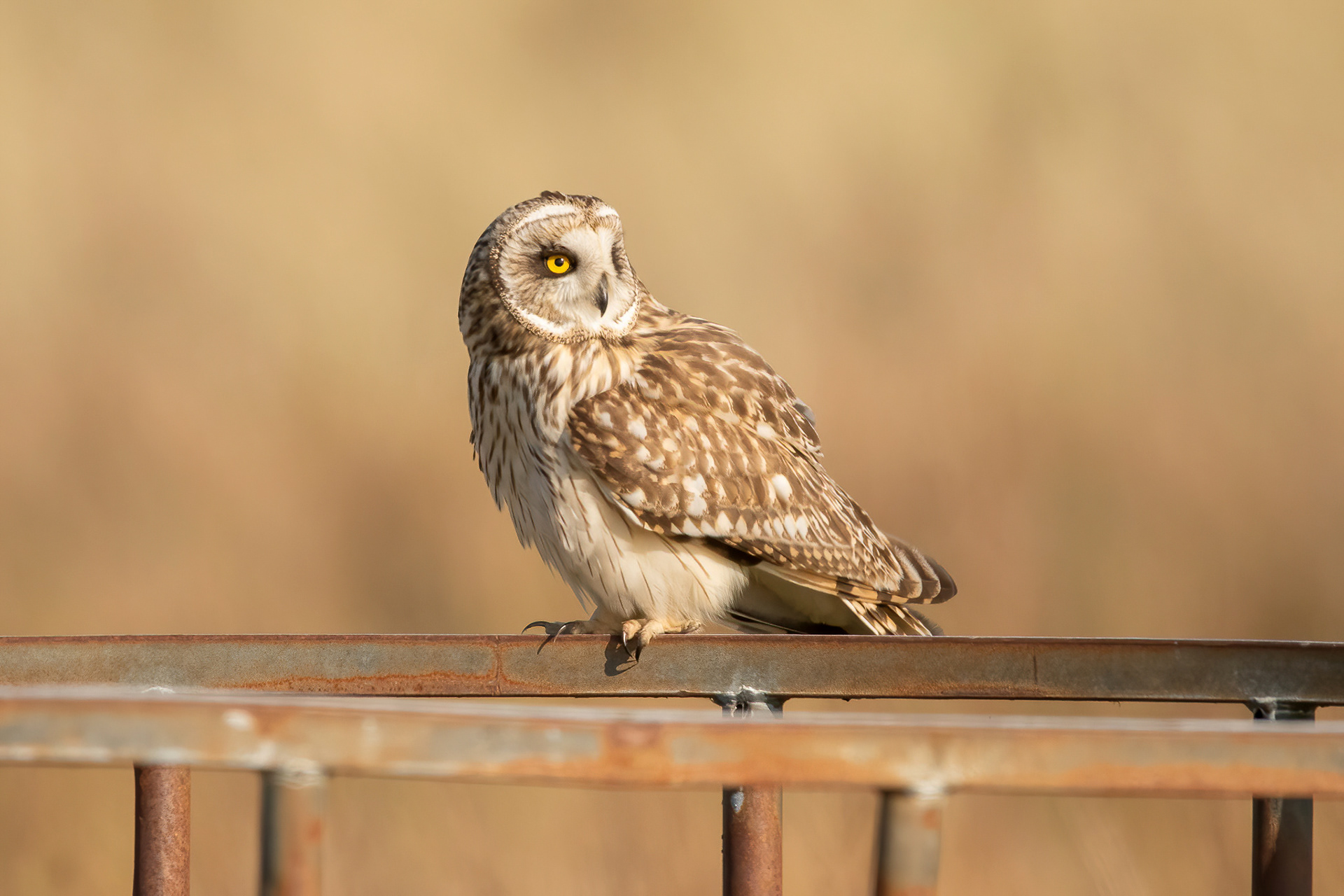Short-eared Owl - Sandwich Bay