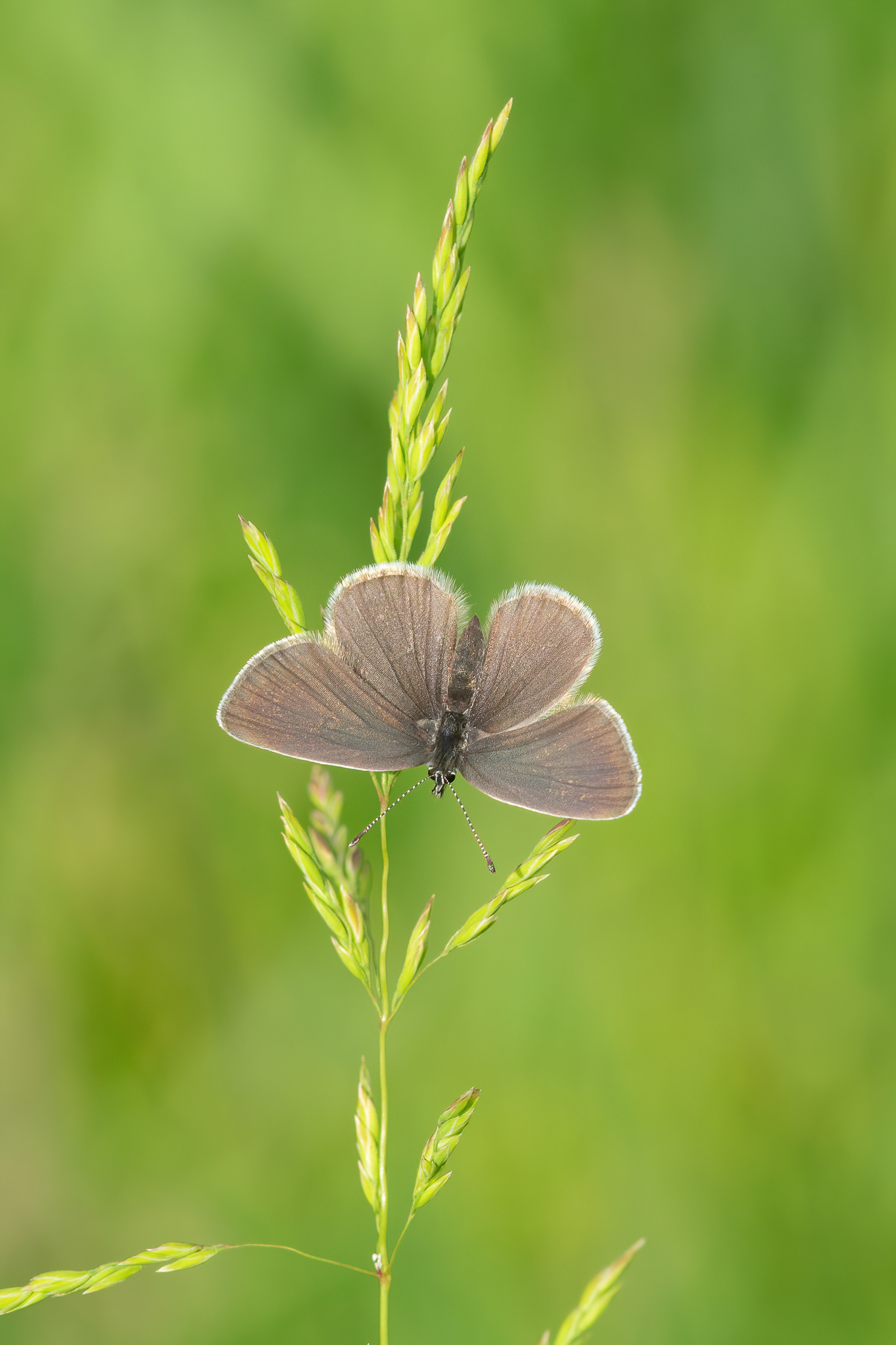 Small Blue - Hutchingson's Bank