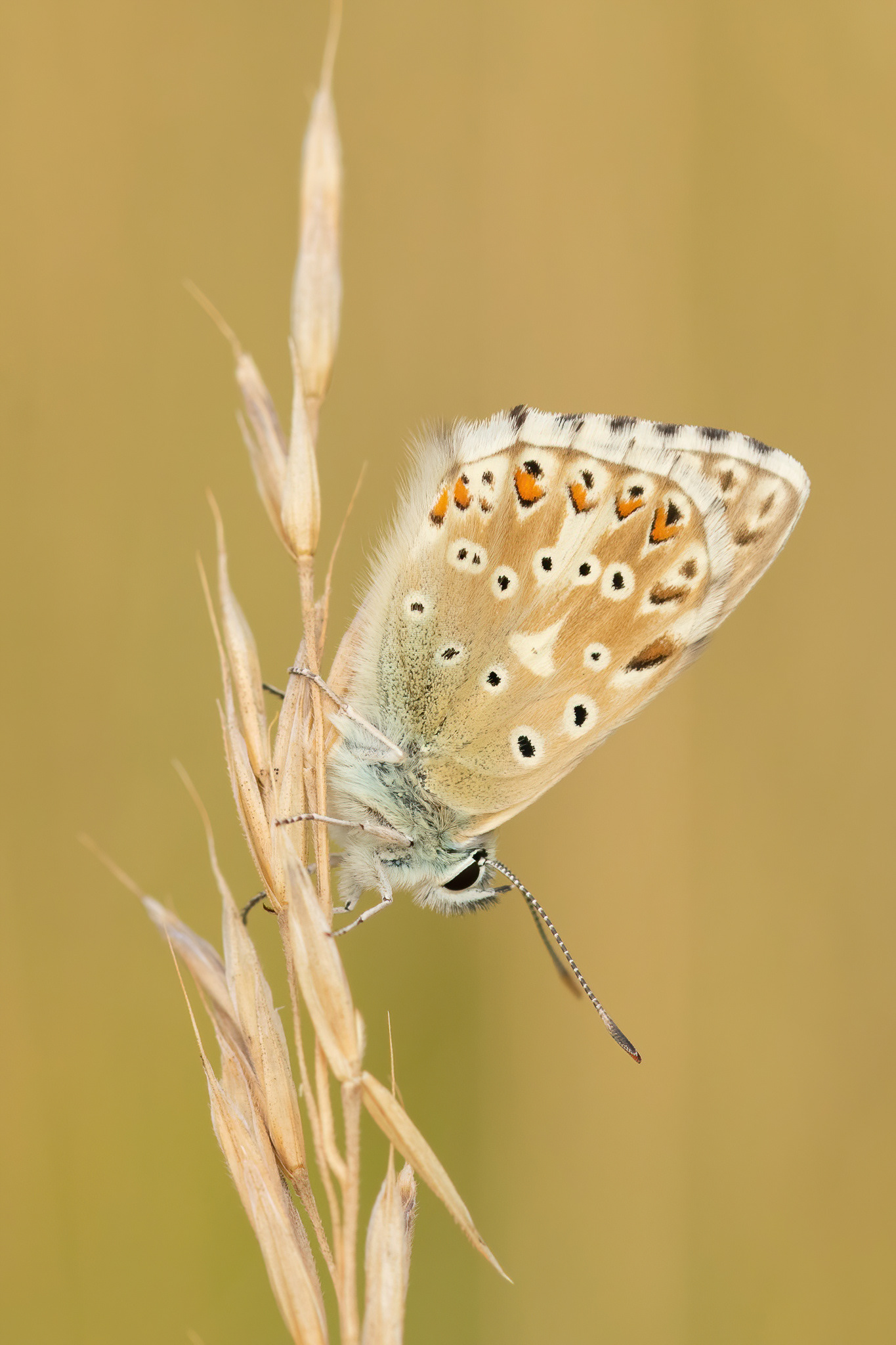 Chalkhill Blue - Bredhurst