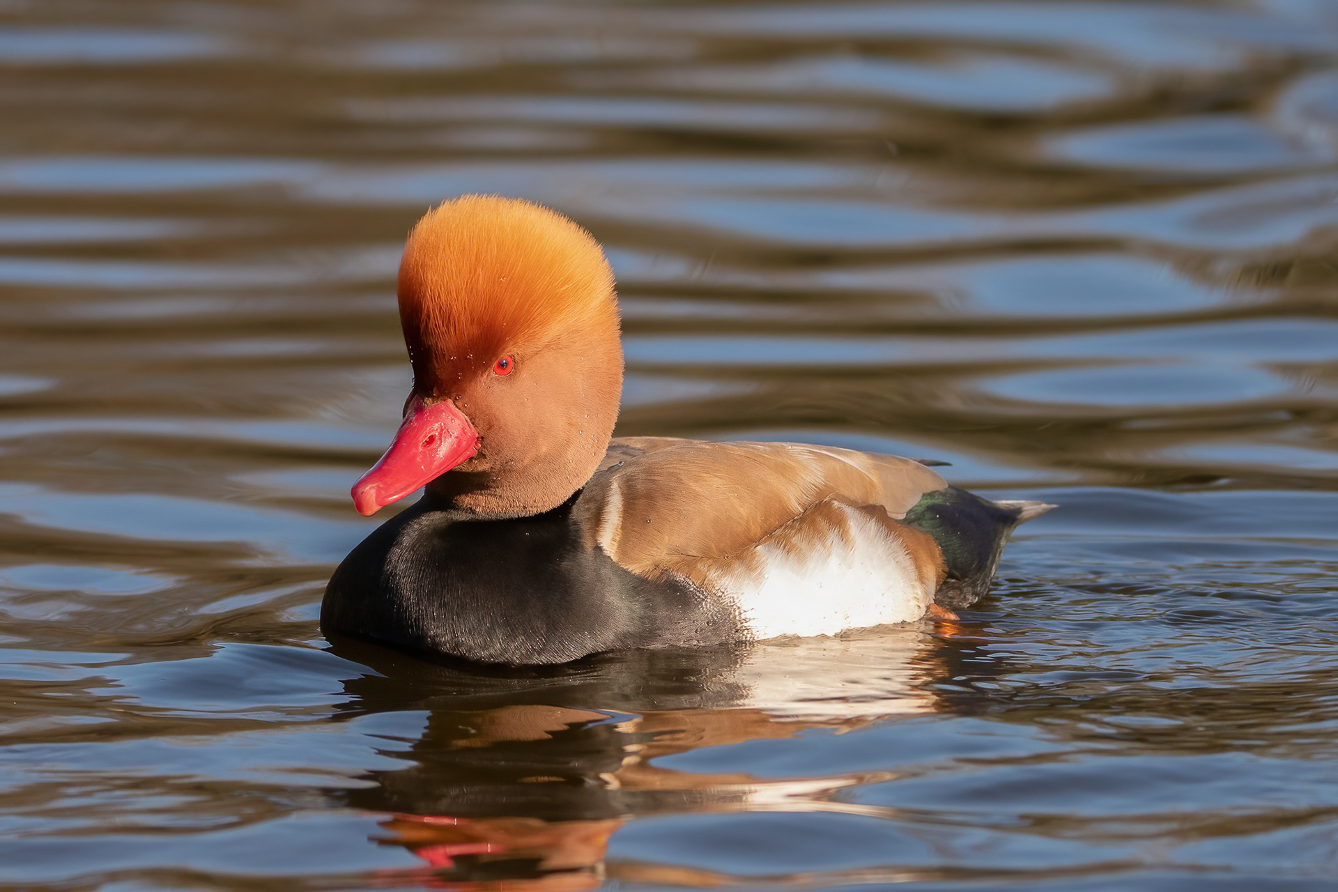 Red-crested Pochard - St James's Park