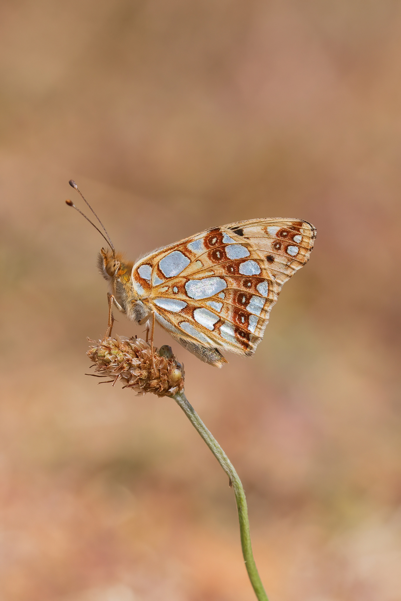 Queen of Spain Fritillary