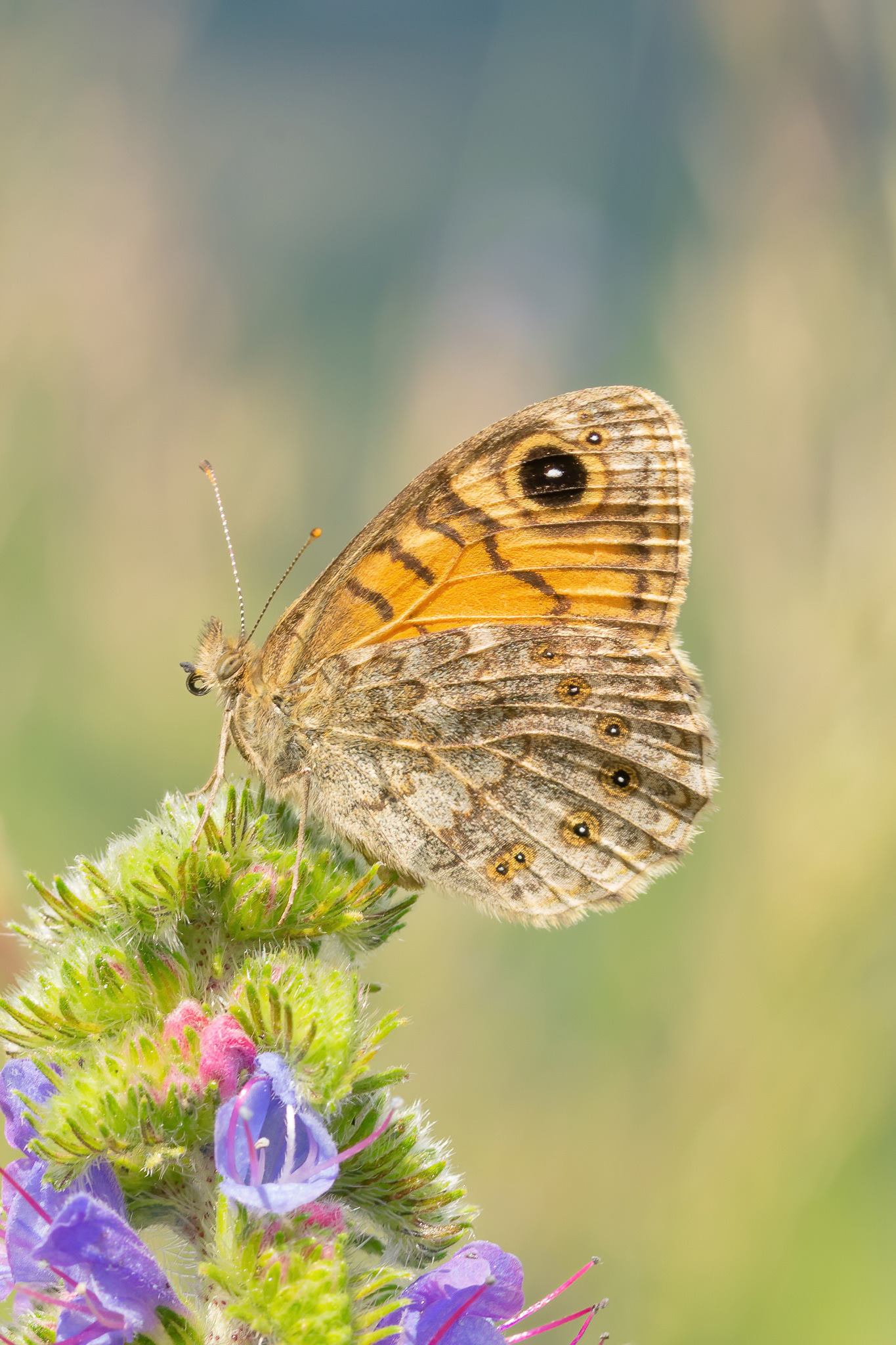 Wall Brown - France