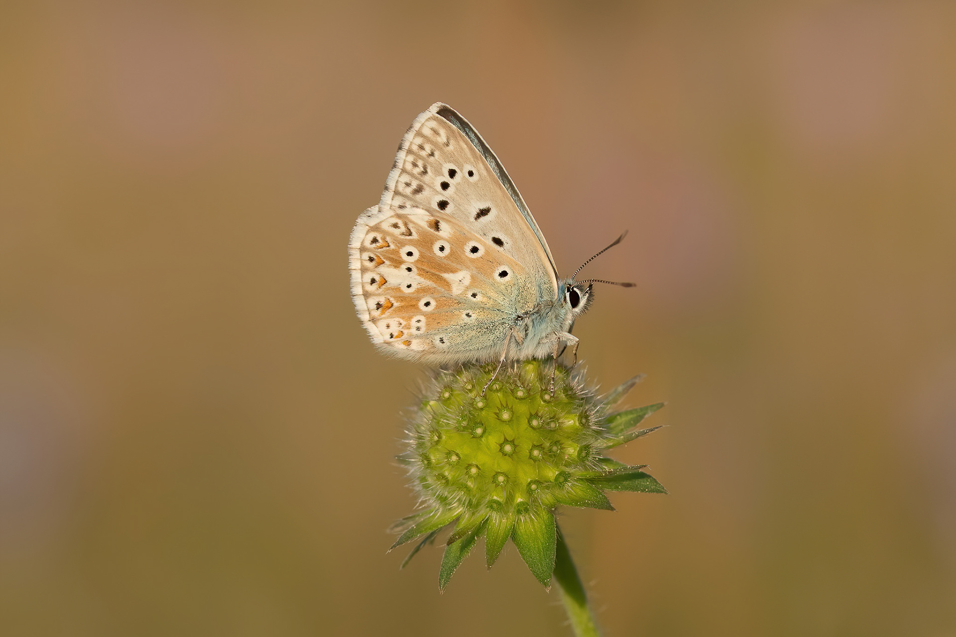 Chalkhill Blue - Bredhurst